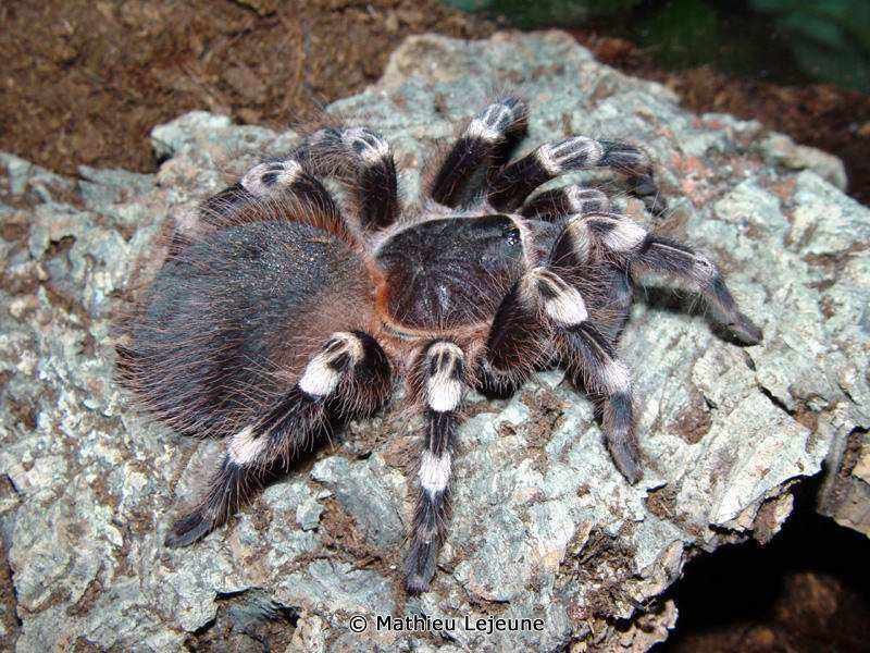 acanthoscurria_geniculata2ml