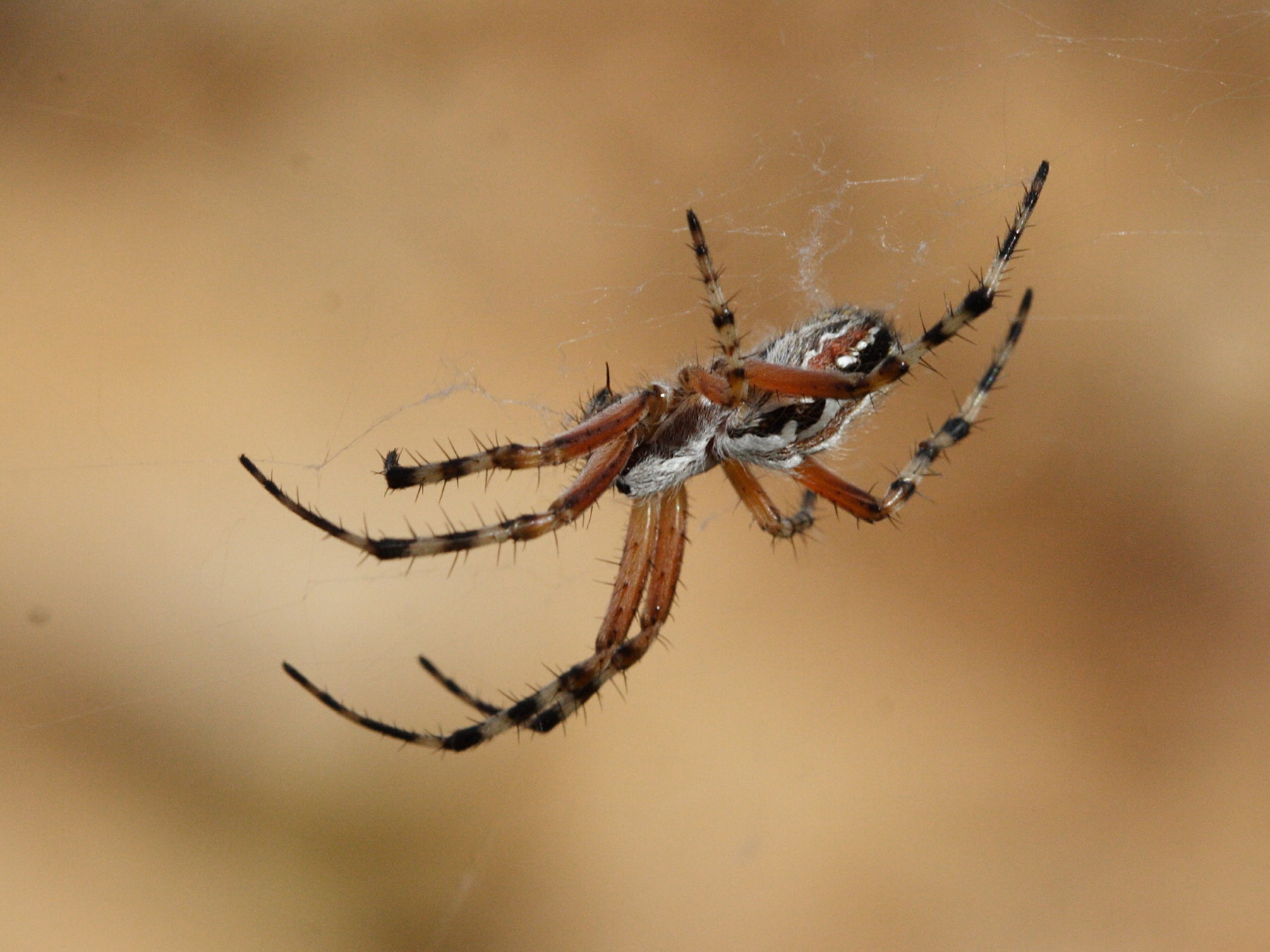 aculepeira_armida1md