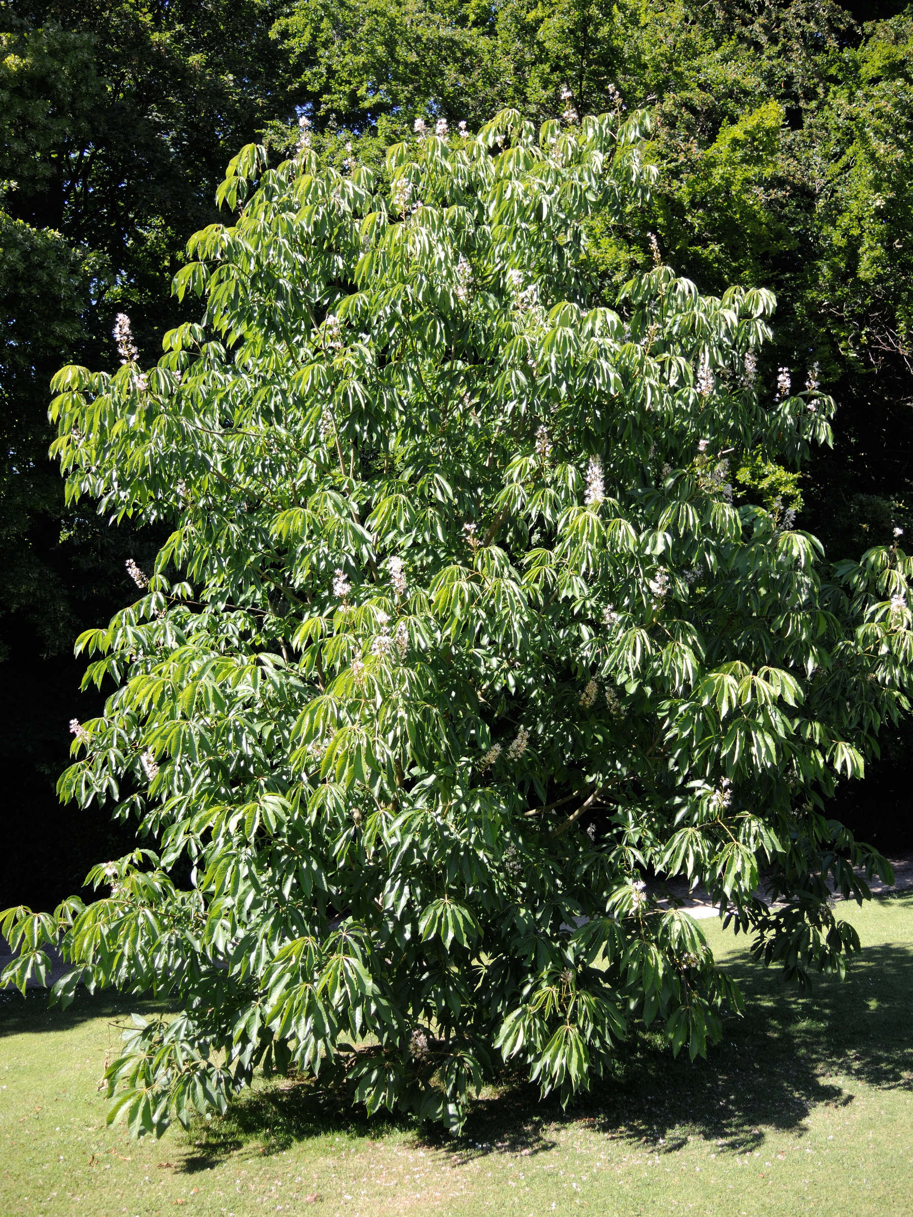 aesculus_chinensis1md
