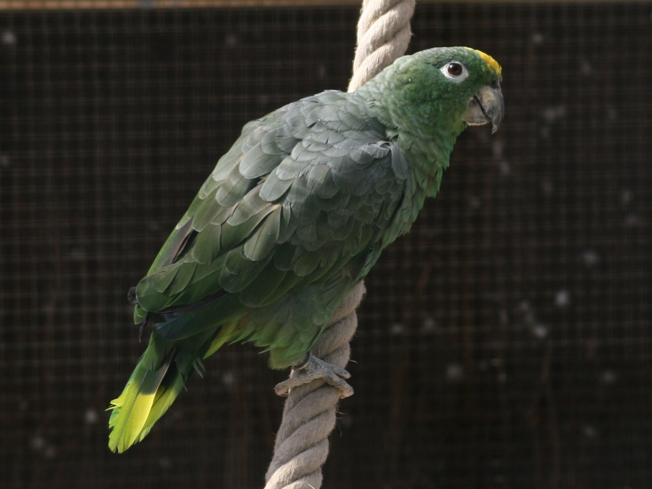 amazone_poudree_-_amazona_farinosa1md