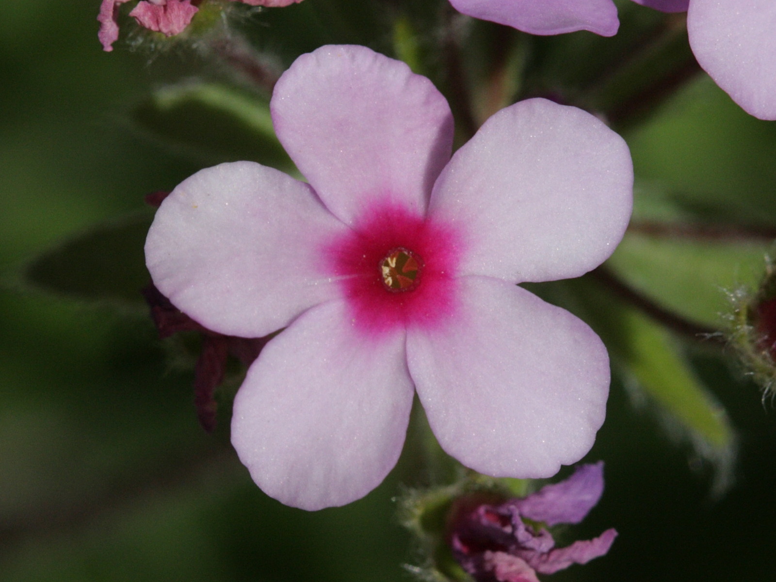 Afficher le média androsace_sarmentosa2bd androsace_sarmentosa2bd