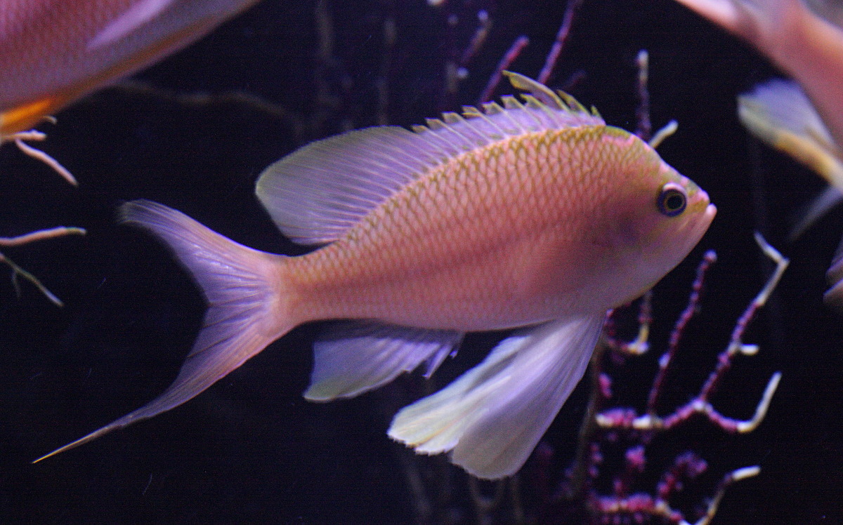 anthias_anthias2bd