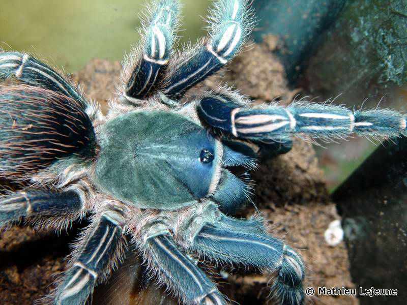 aphonopelma_seemanni2ml