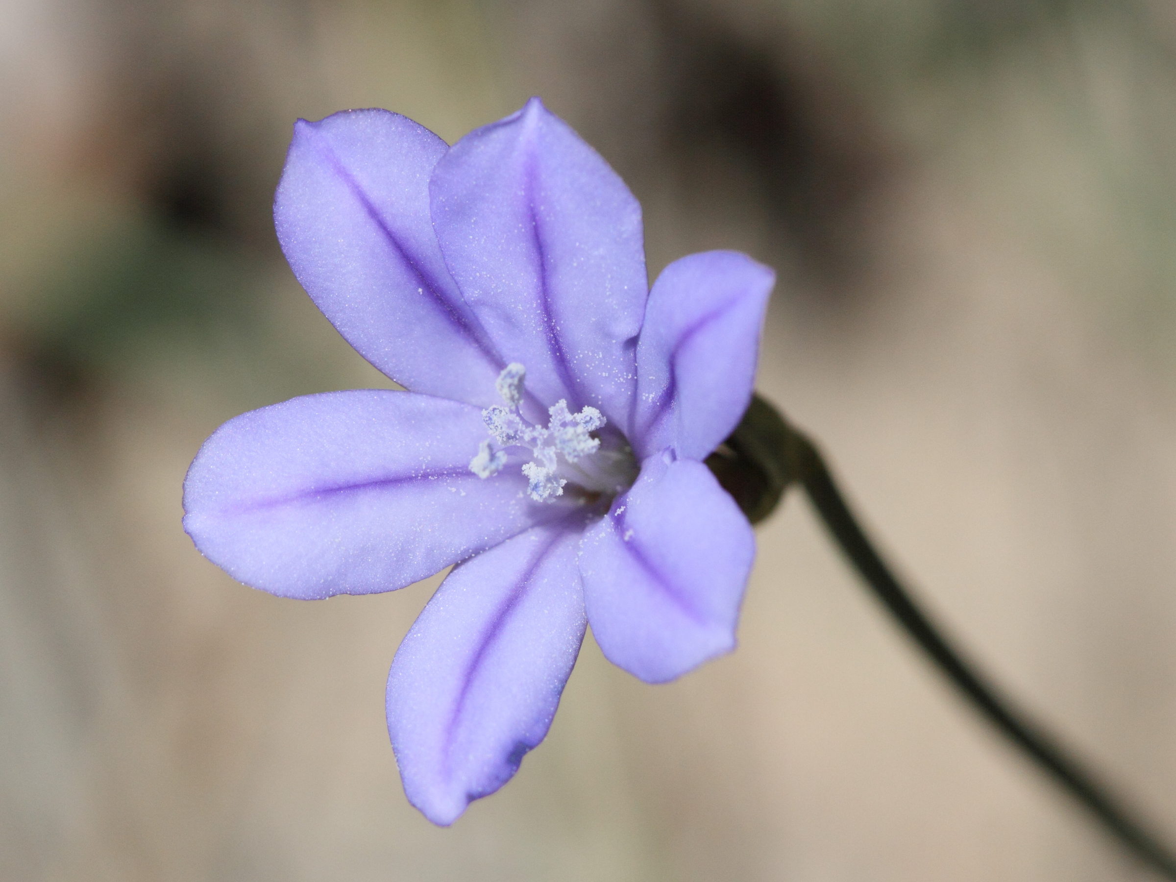 aphyllanthes_monspeliensis4bd