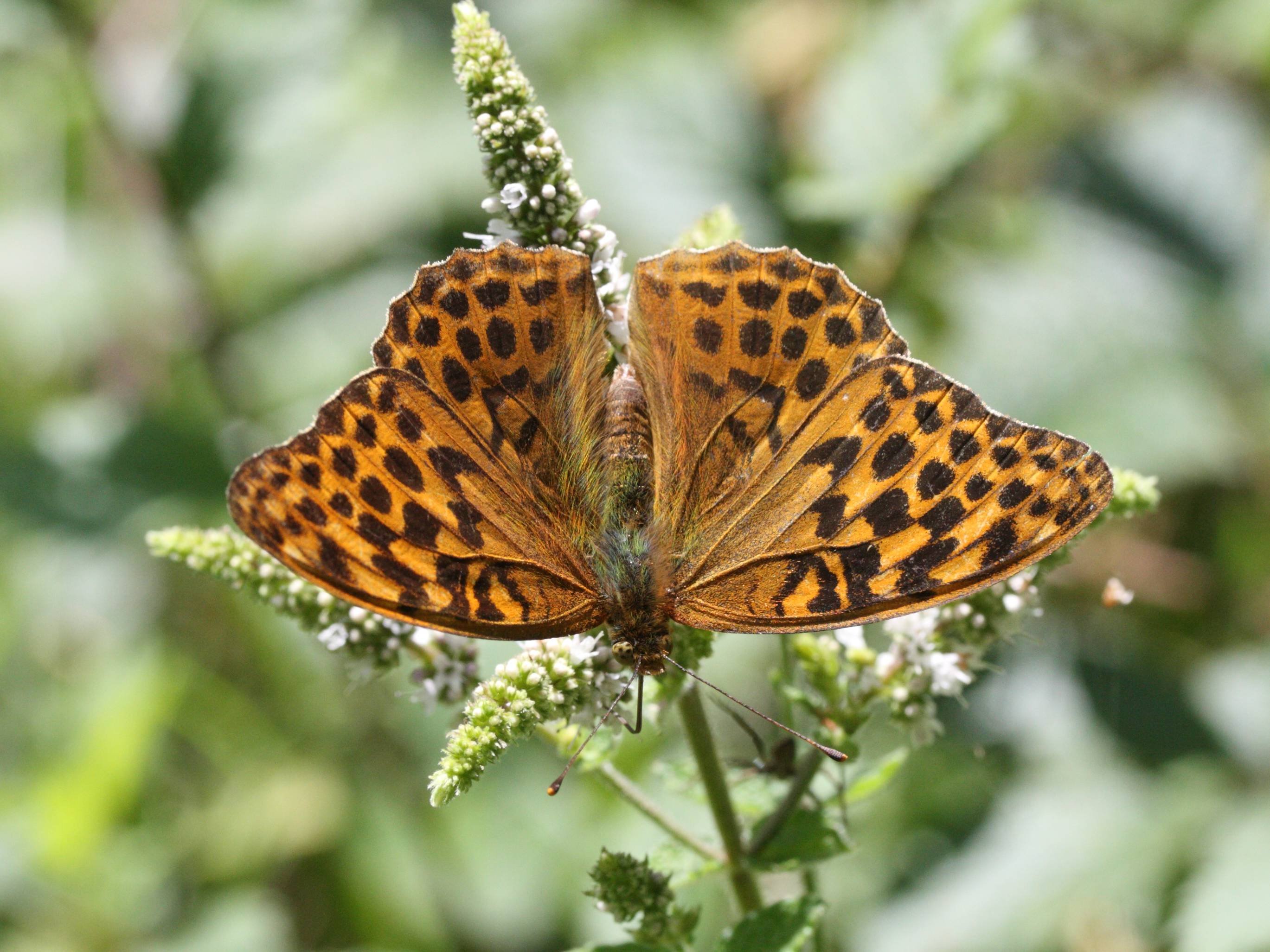argynnis_paphia4md