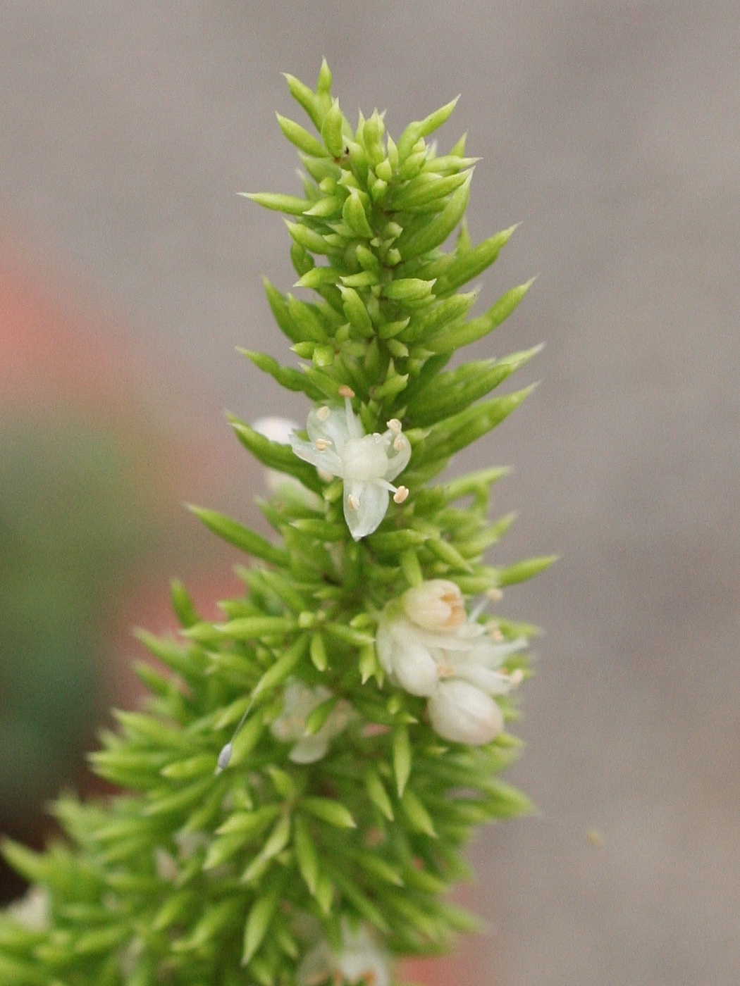 asparagus_densiflorus3md