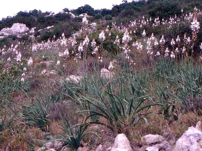 Afficher le média asphodelus_cerasiferus1mcf asphodelus_cerasiferus1mcf