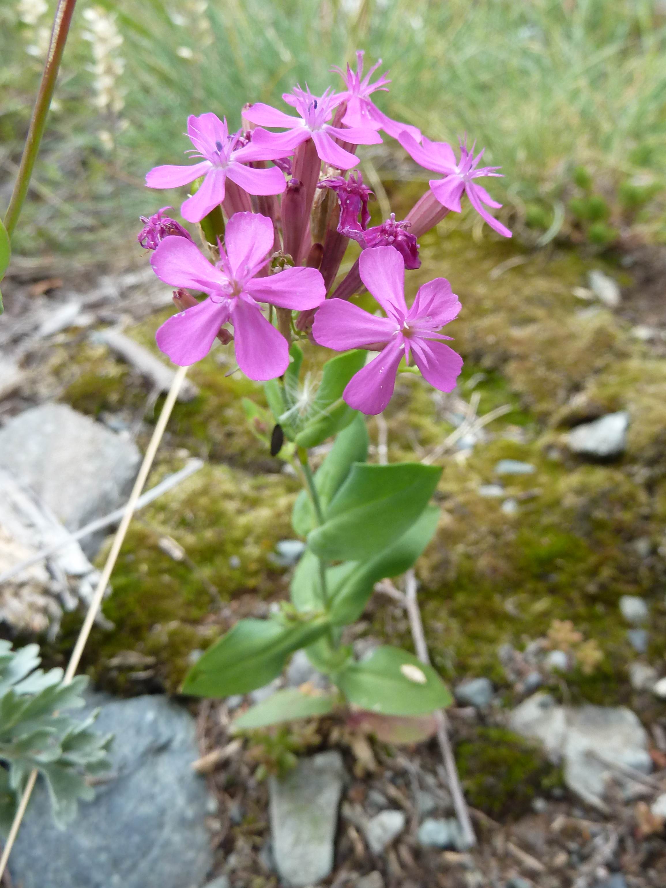 Afficher le média atocion_armeria1gv atocion_armeria1gv