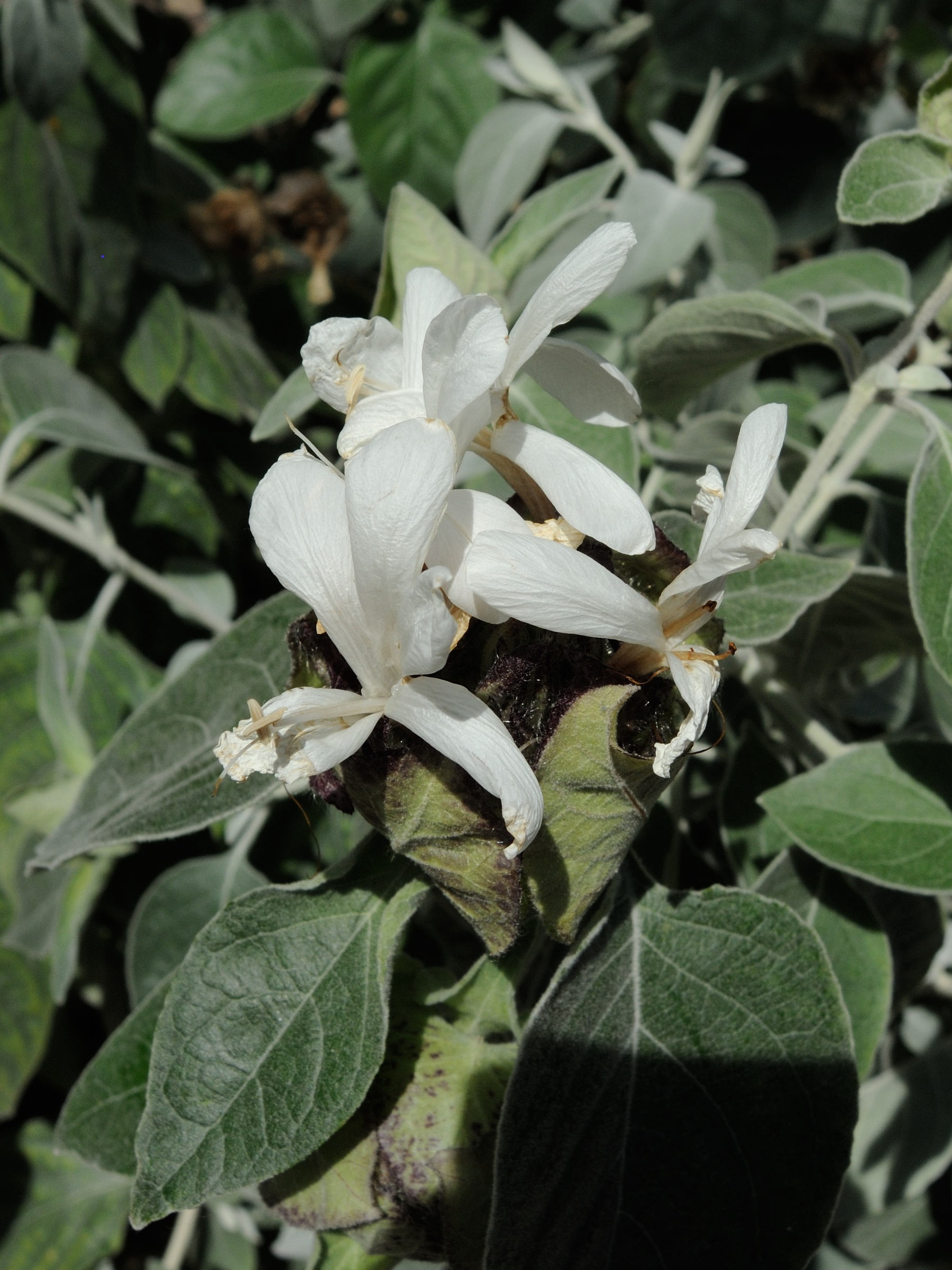 Afficher le média barleria_albostellata2md barleria_albostellata2md