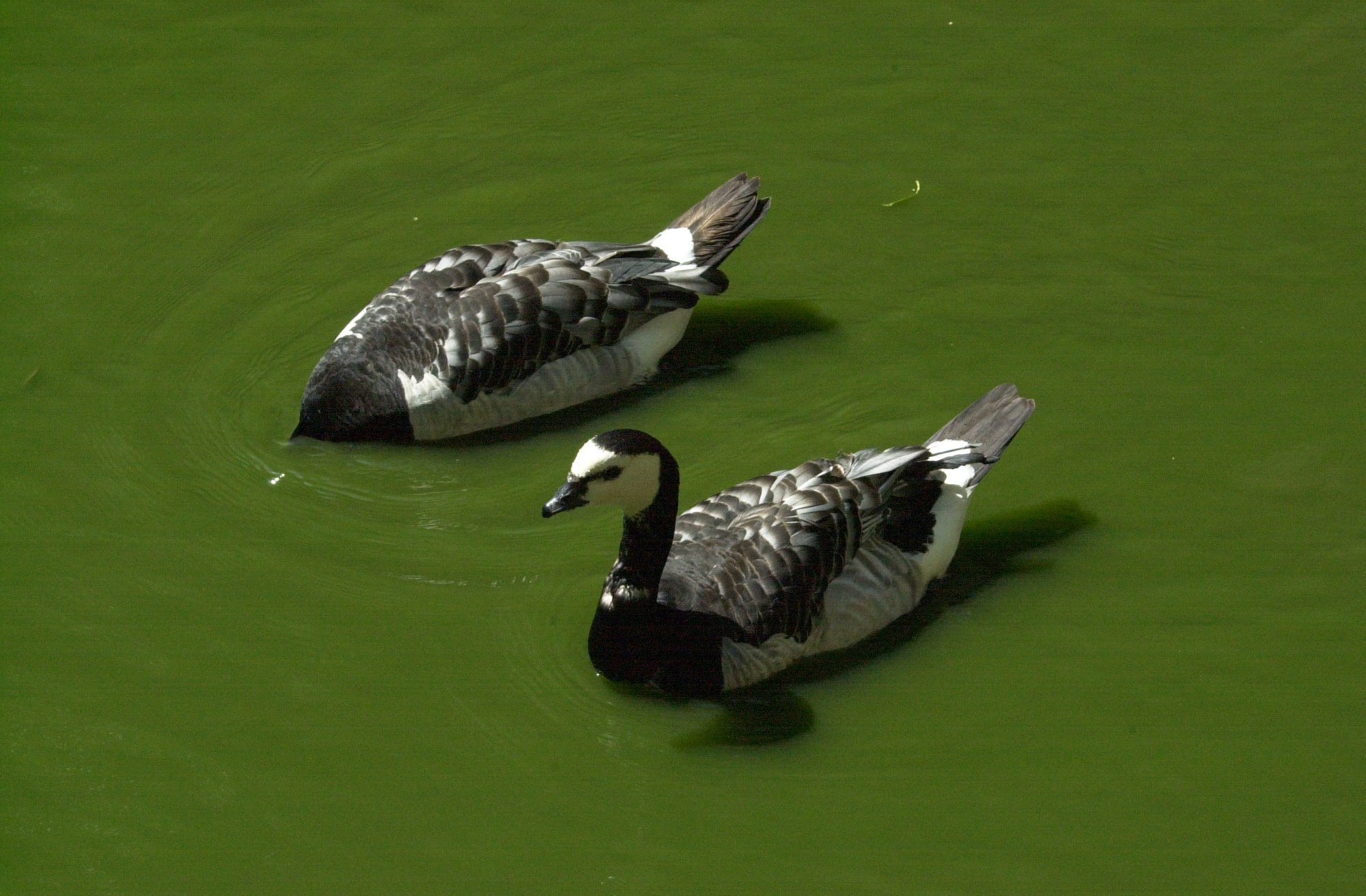 bernache_nonnette_-_branta_leucopsis4md