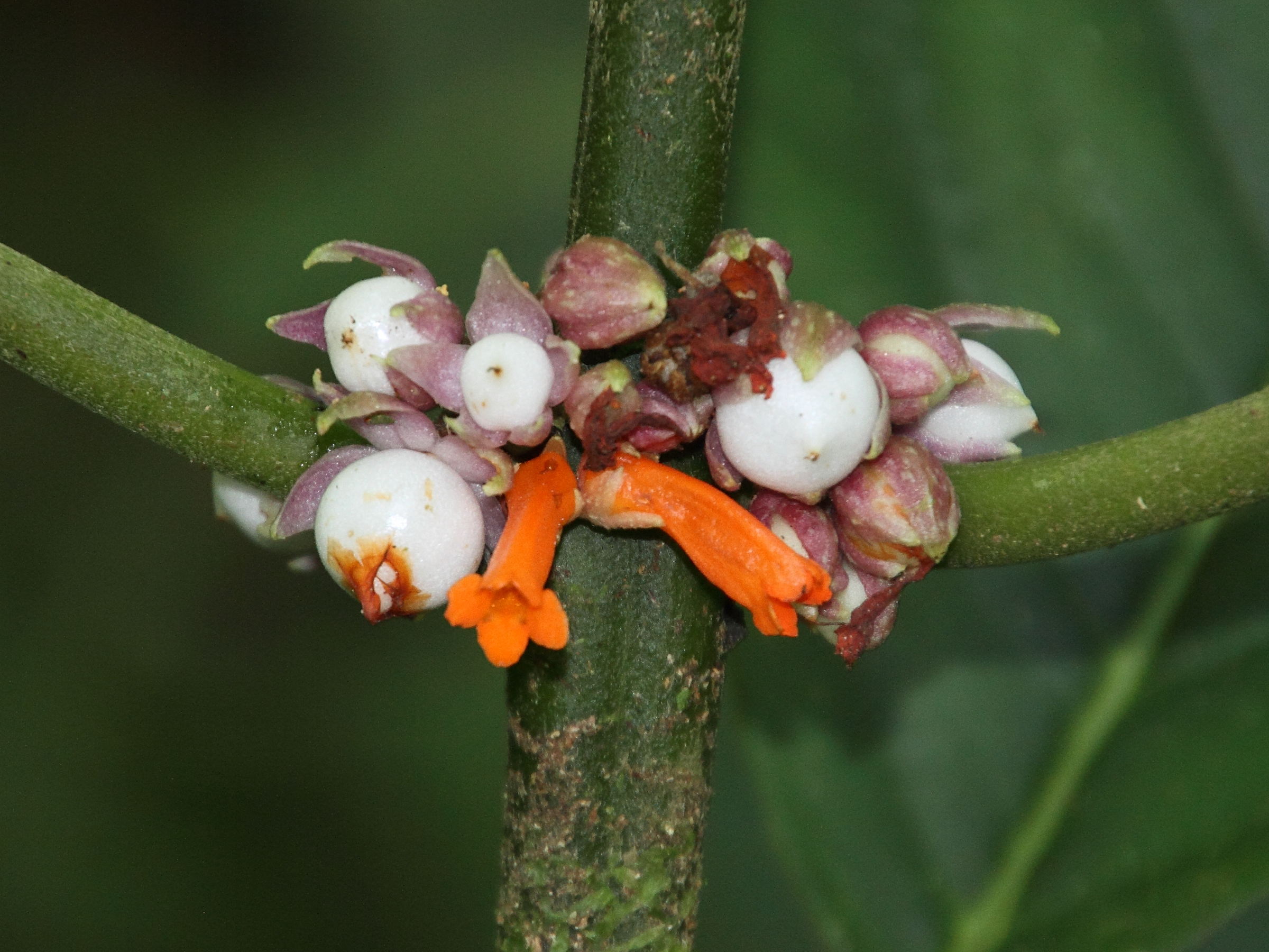 besleria_notabilis3md