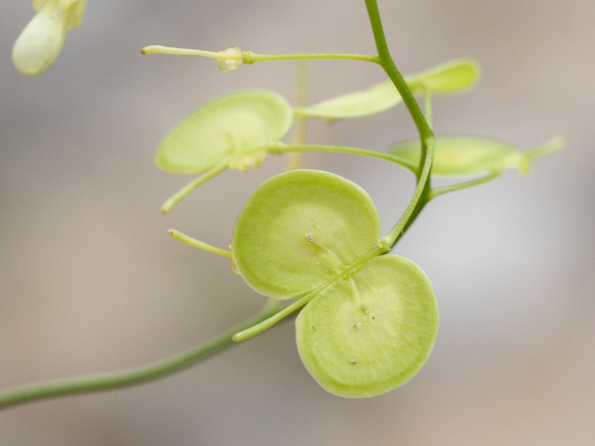 Afficher le média biscutella_coronopifolia3md biscutella_coronopifolia3md