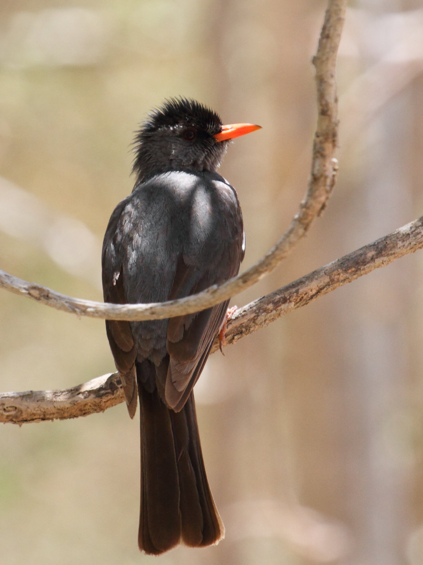 Afficher le média bulbul_de_madagascar_-_hypsipetes_madagascariensis1bd bulbul_de_madagascar_-_hypsipetes_madagascariensis1bd