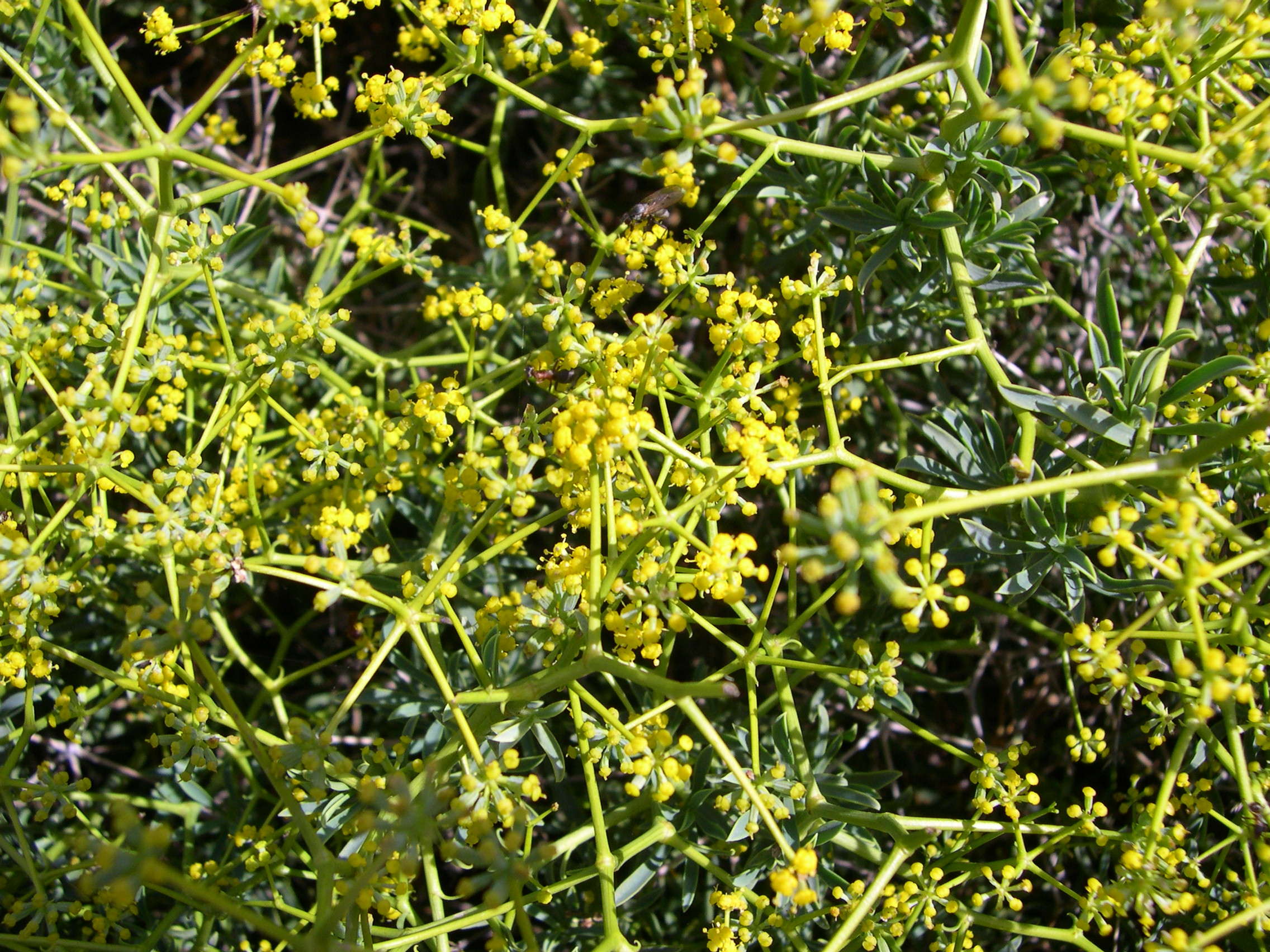 bupleurum_spinosum2md