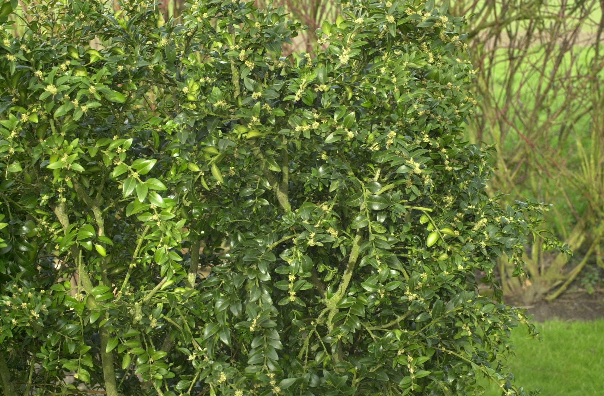 buxus_sempervirens1md