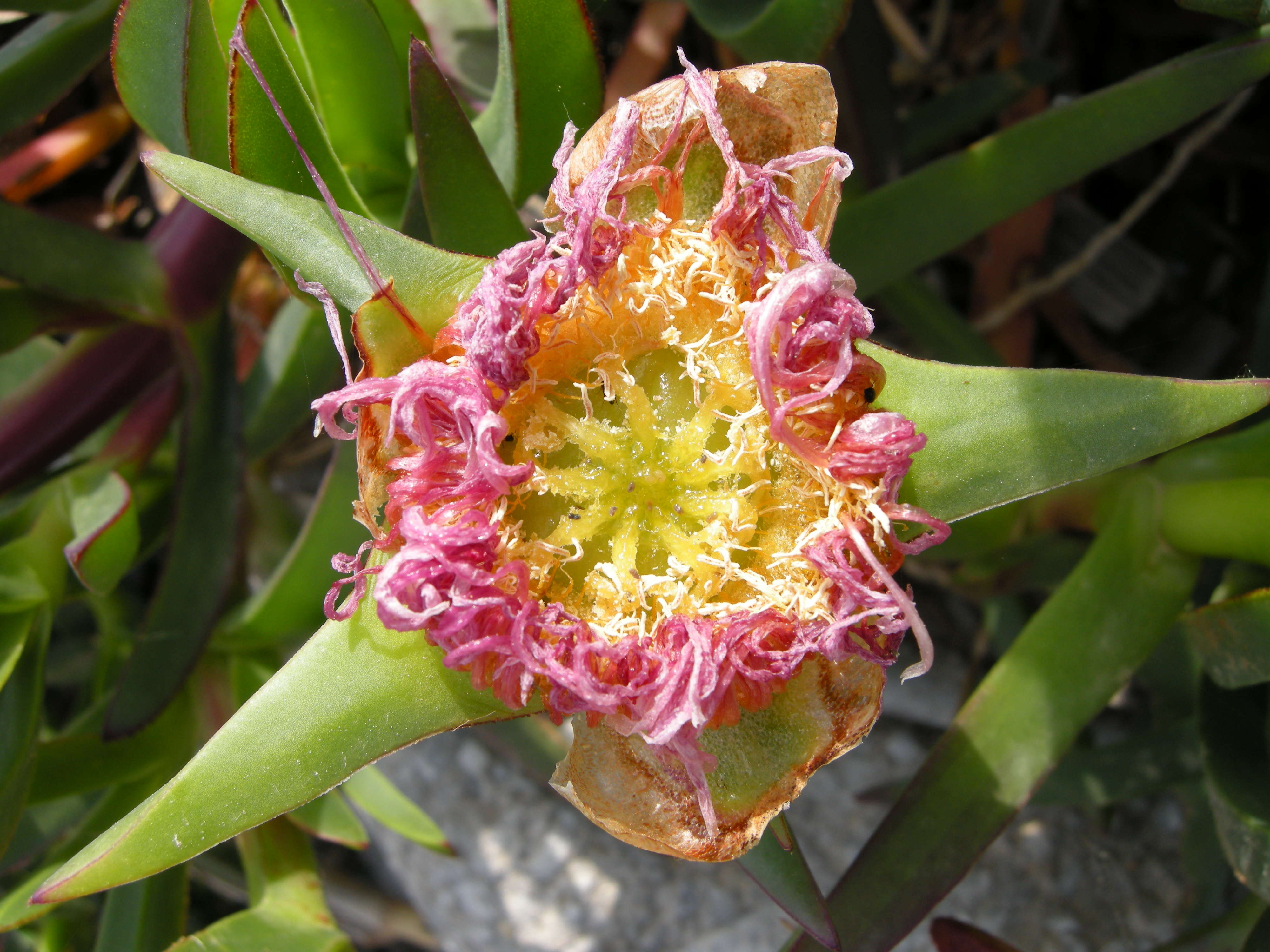 Afficher le média Carpobrotus_edulis Carpobrotus_edulis