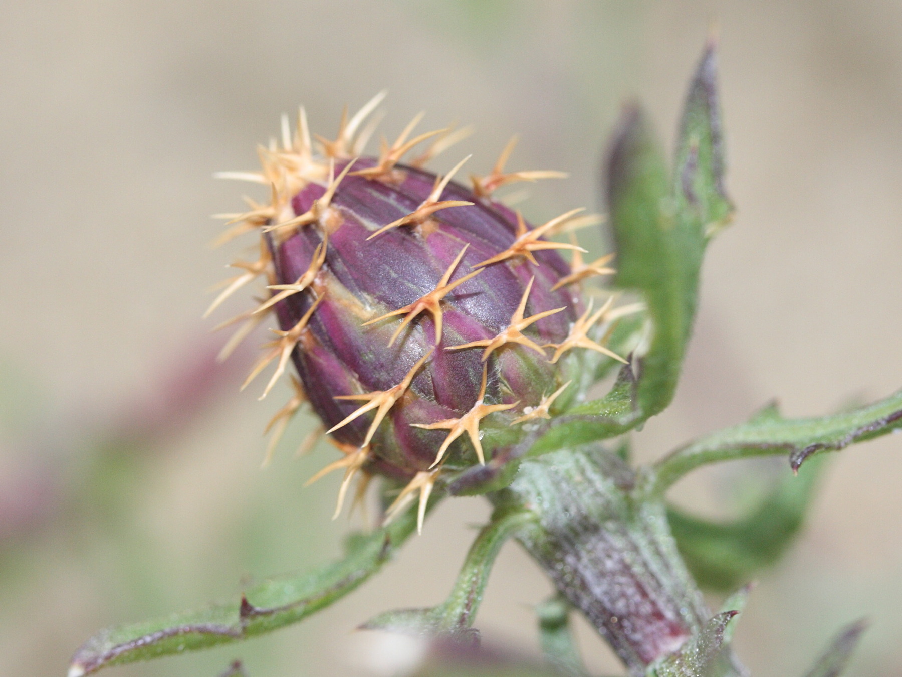 Afficher le média centaurea_aspera4md centaurea_aspera4md