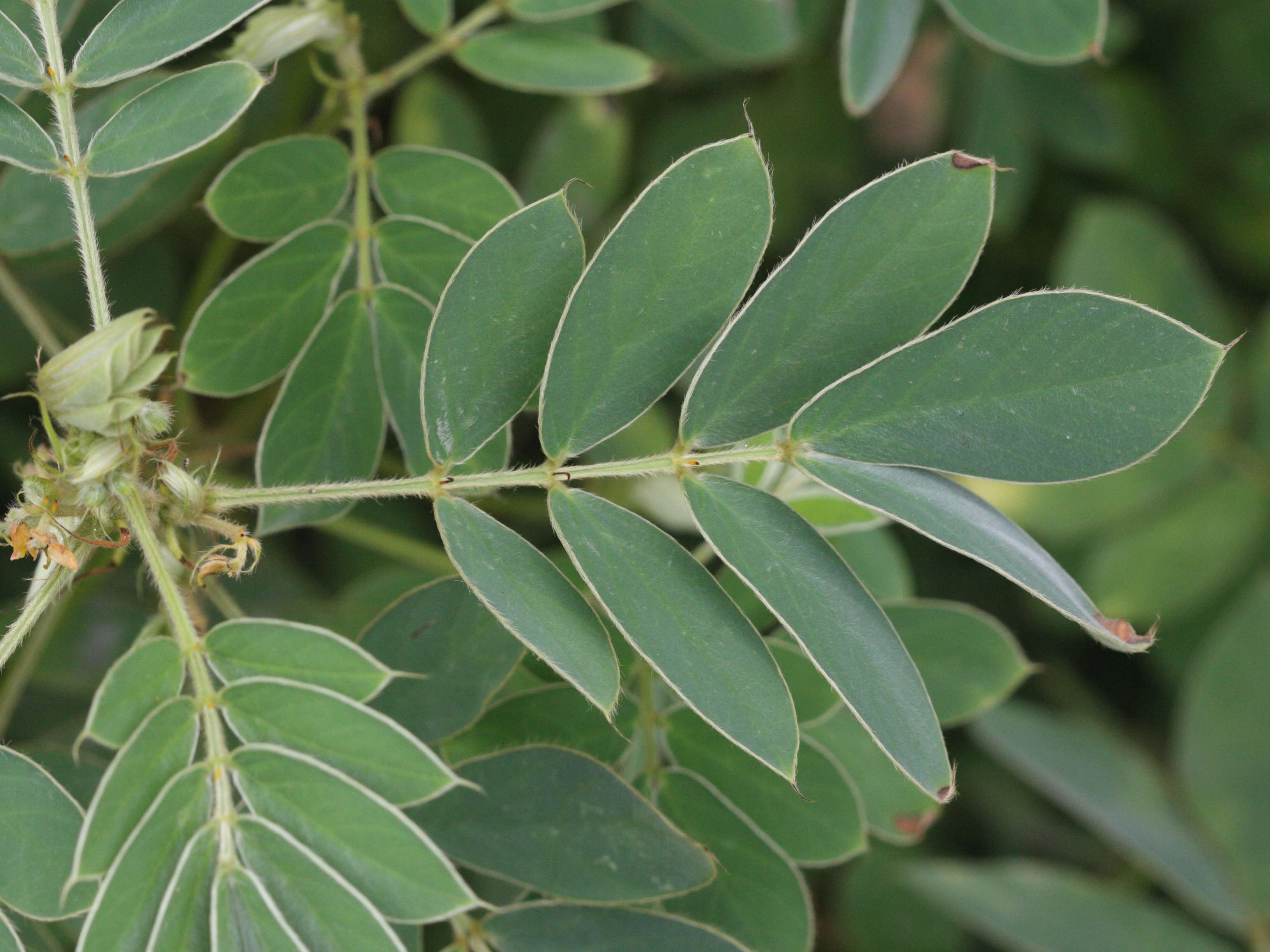 chamaecrista_obcordata3md