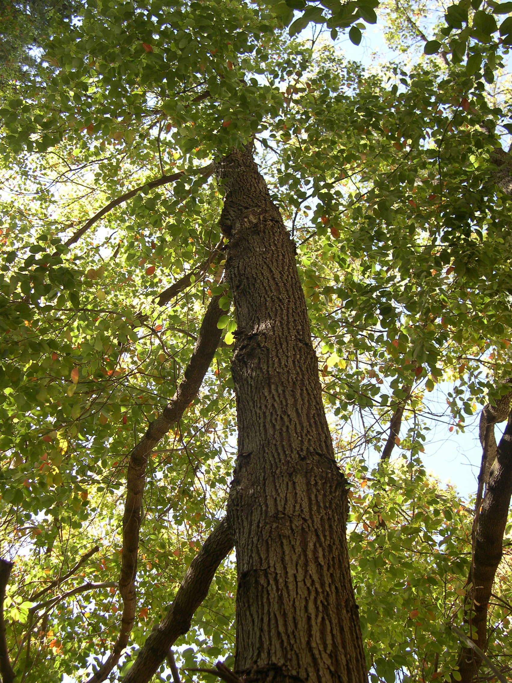 cinnamomum_camphora5md