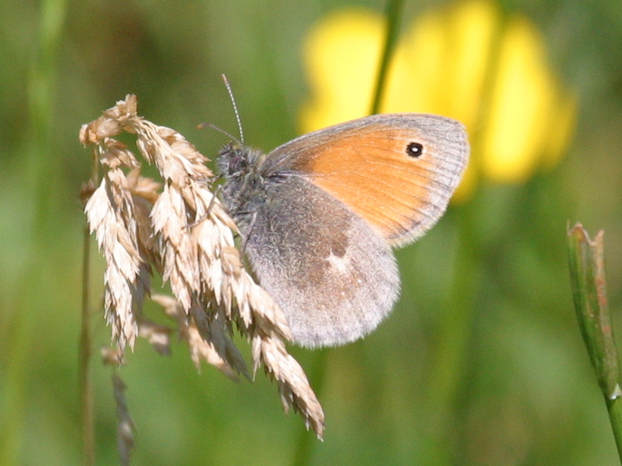 coenonympha_pamphilus2bd