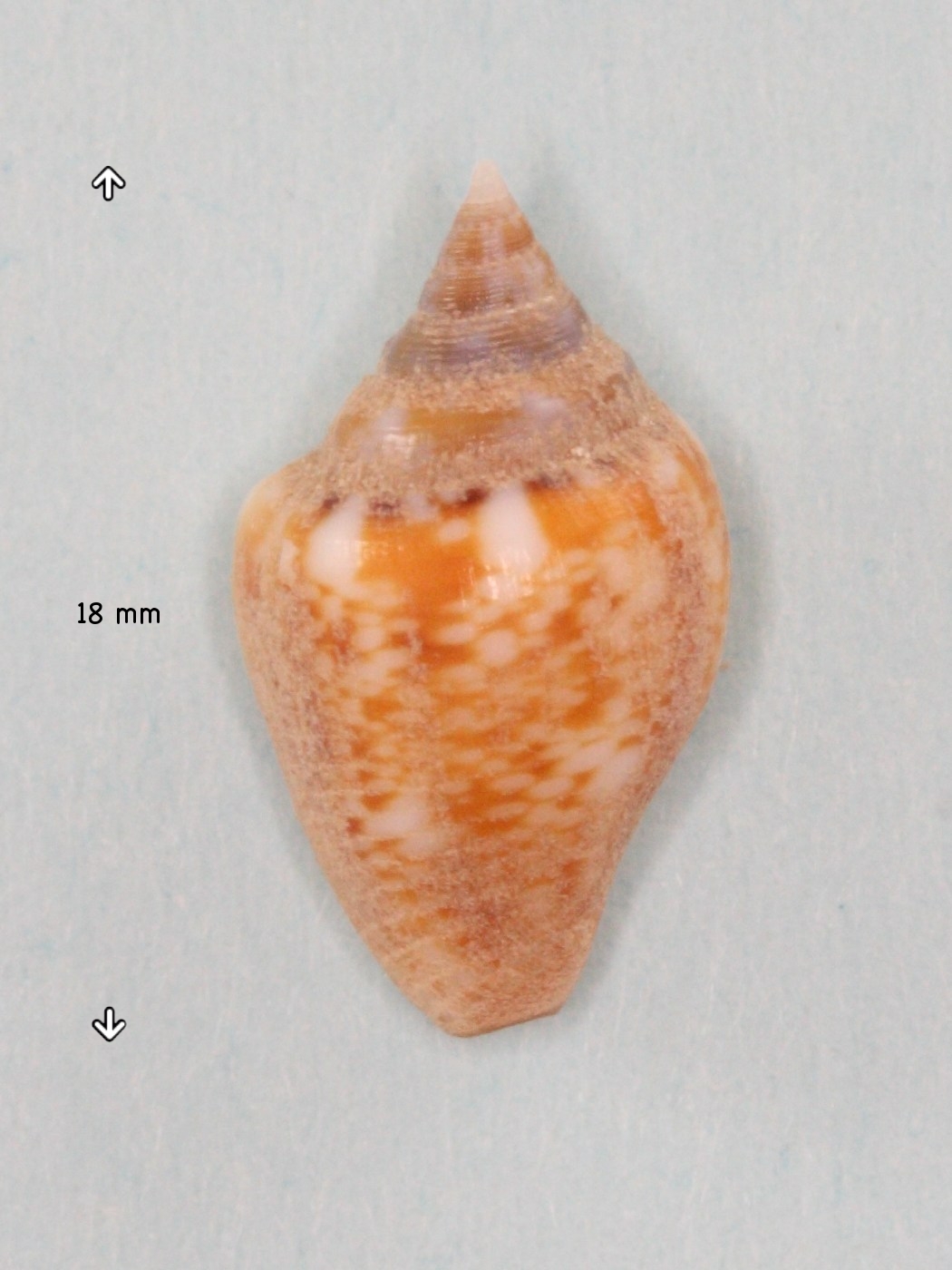 columbella_rustica3md