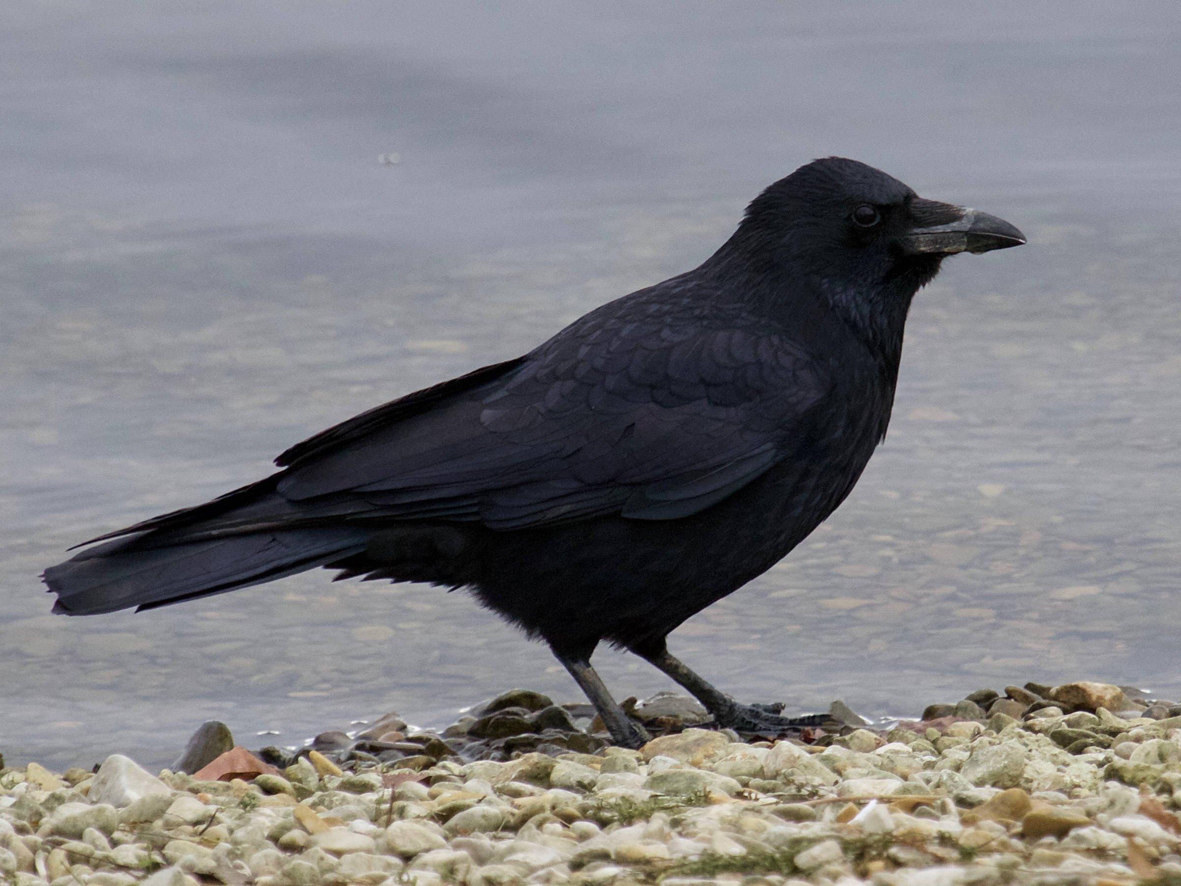 Corvus_frugilegus