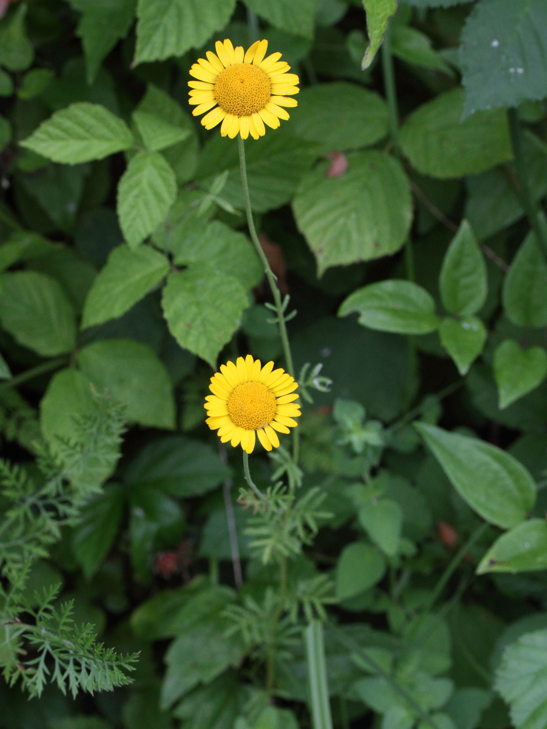 Afficher le média cota_tinctoria1bmd cota_tinctoria1bmd