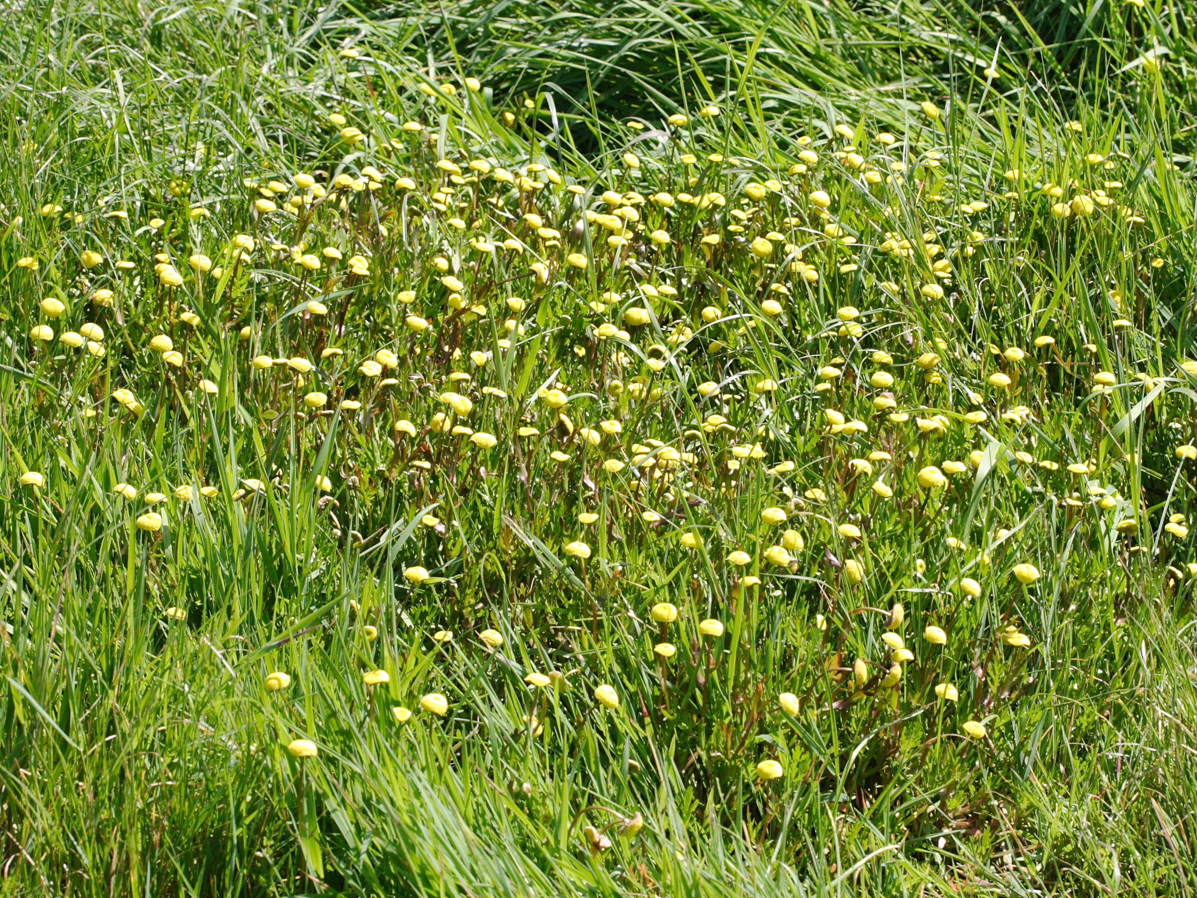 cotula_coronopifolia2md