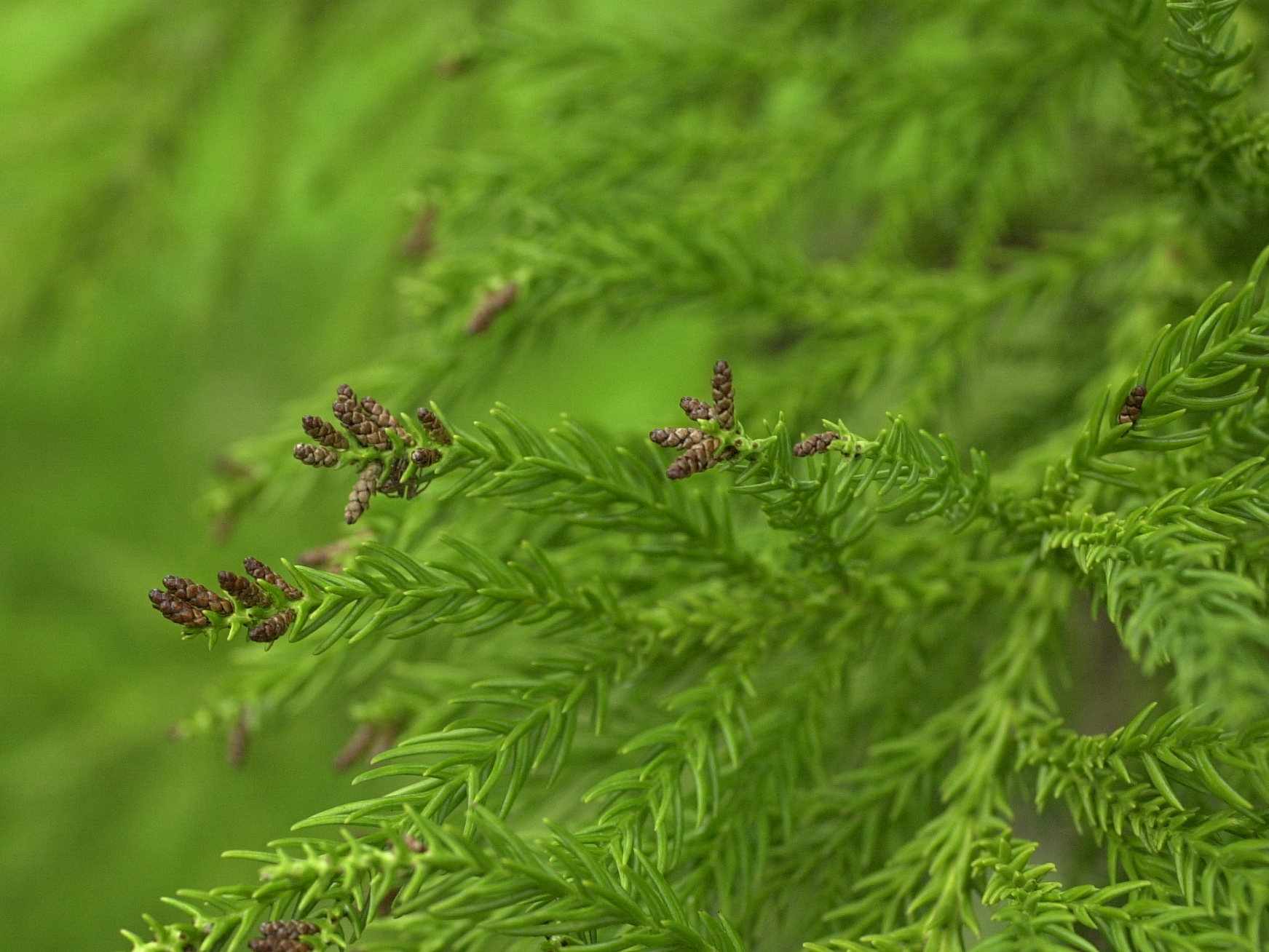 cryptomeria_japonica2md