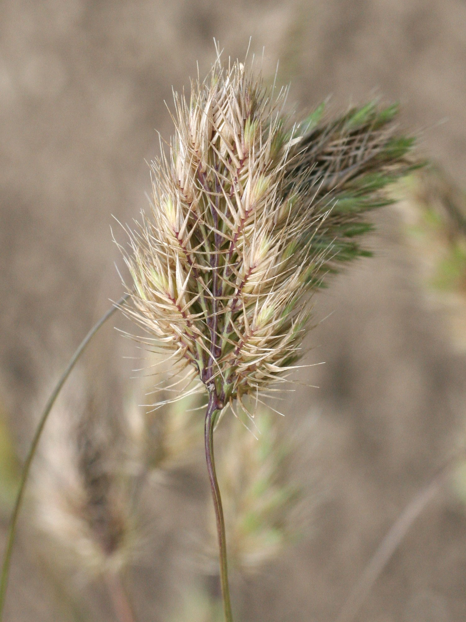 cynosurus_echinatus2md