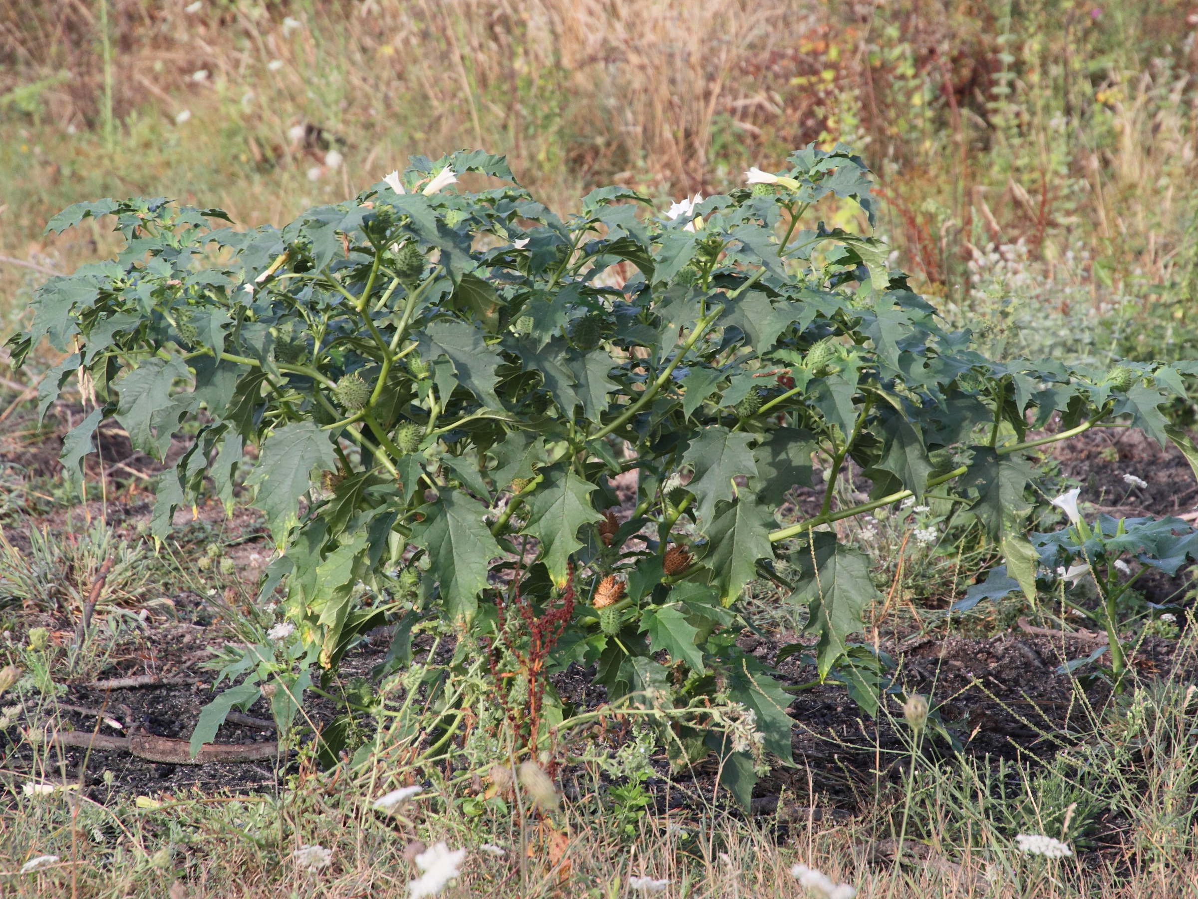 Afficher le média datura_stramonium6md datura_stramonium6md