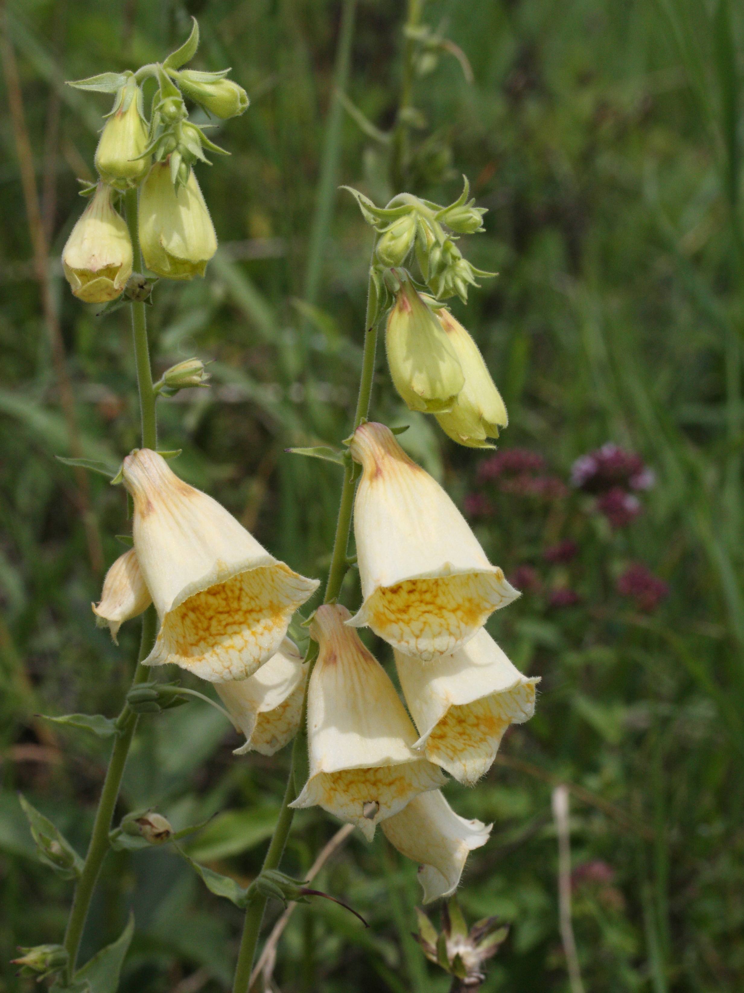 Afficher le média digitalis_grandiflora2md digitalis_grandiflora2md