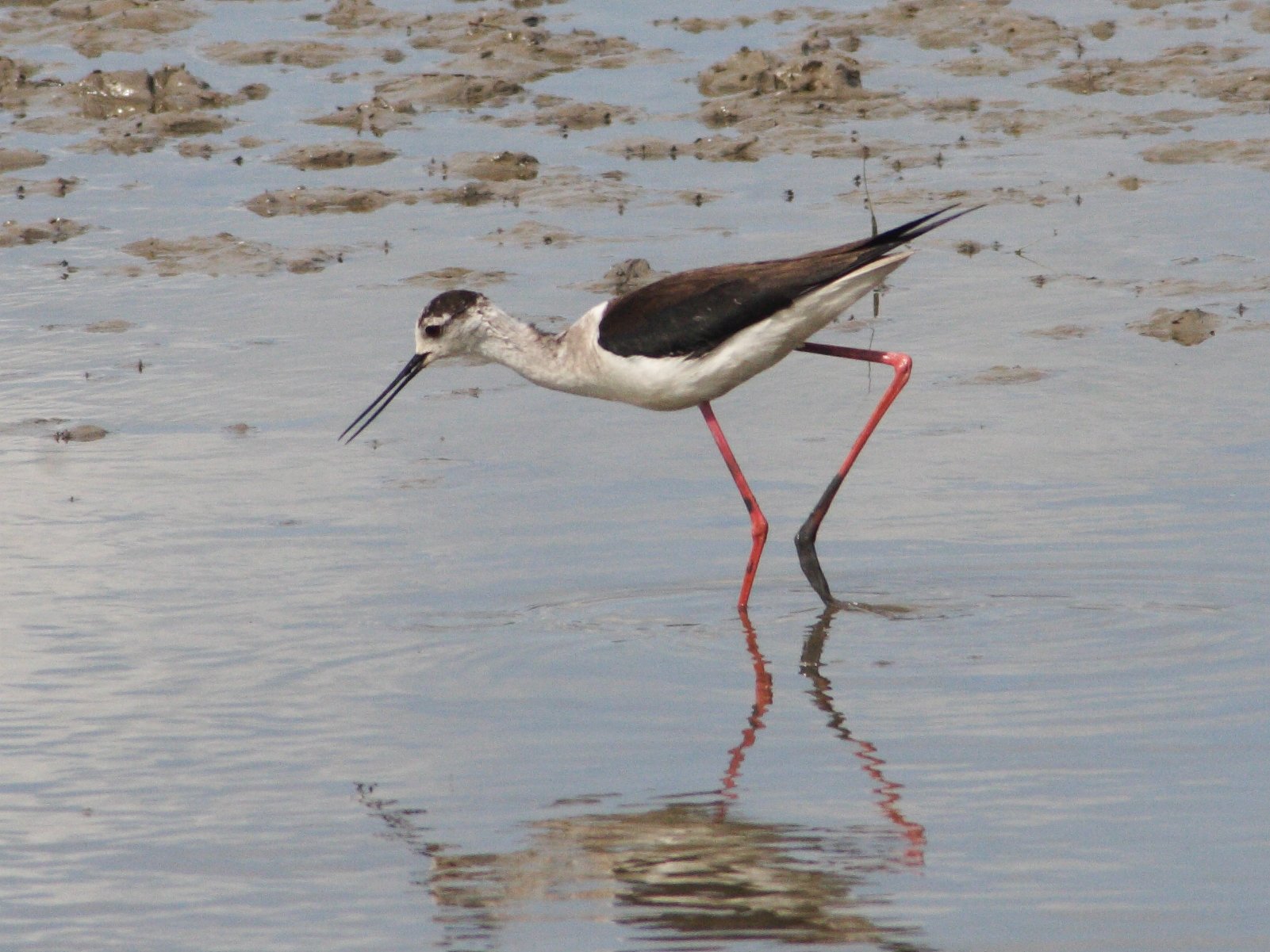 Afficher le média echasse_blanche_-_himantopus_himantopus2md echasse_blanche_-_himantopus_himantopus2md