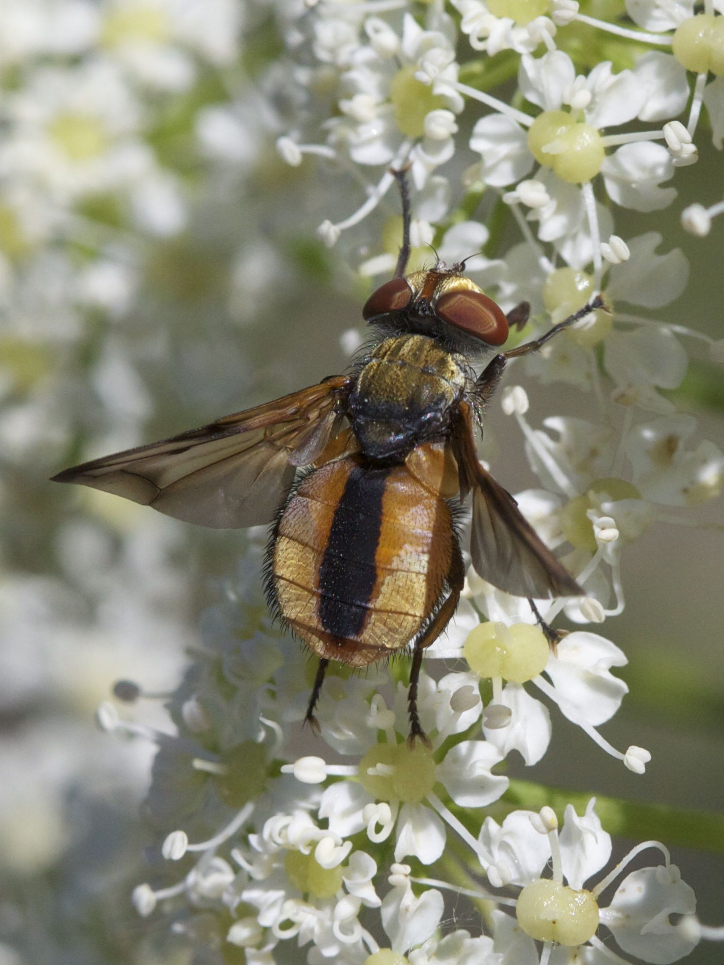 ectophasia_crassipennis3bd