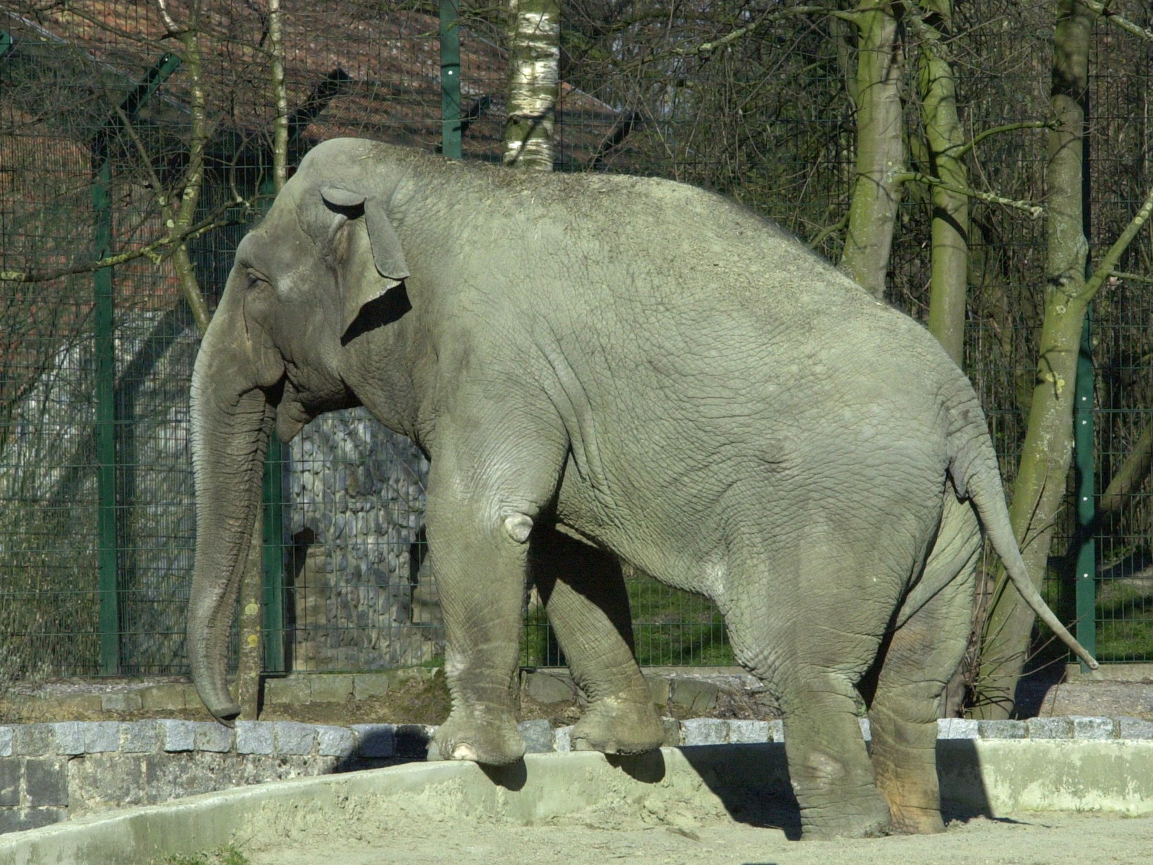 elephas_maximus_bengalensis2md