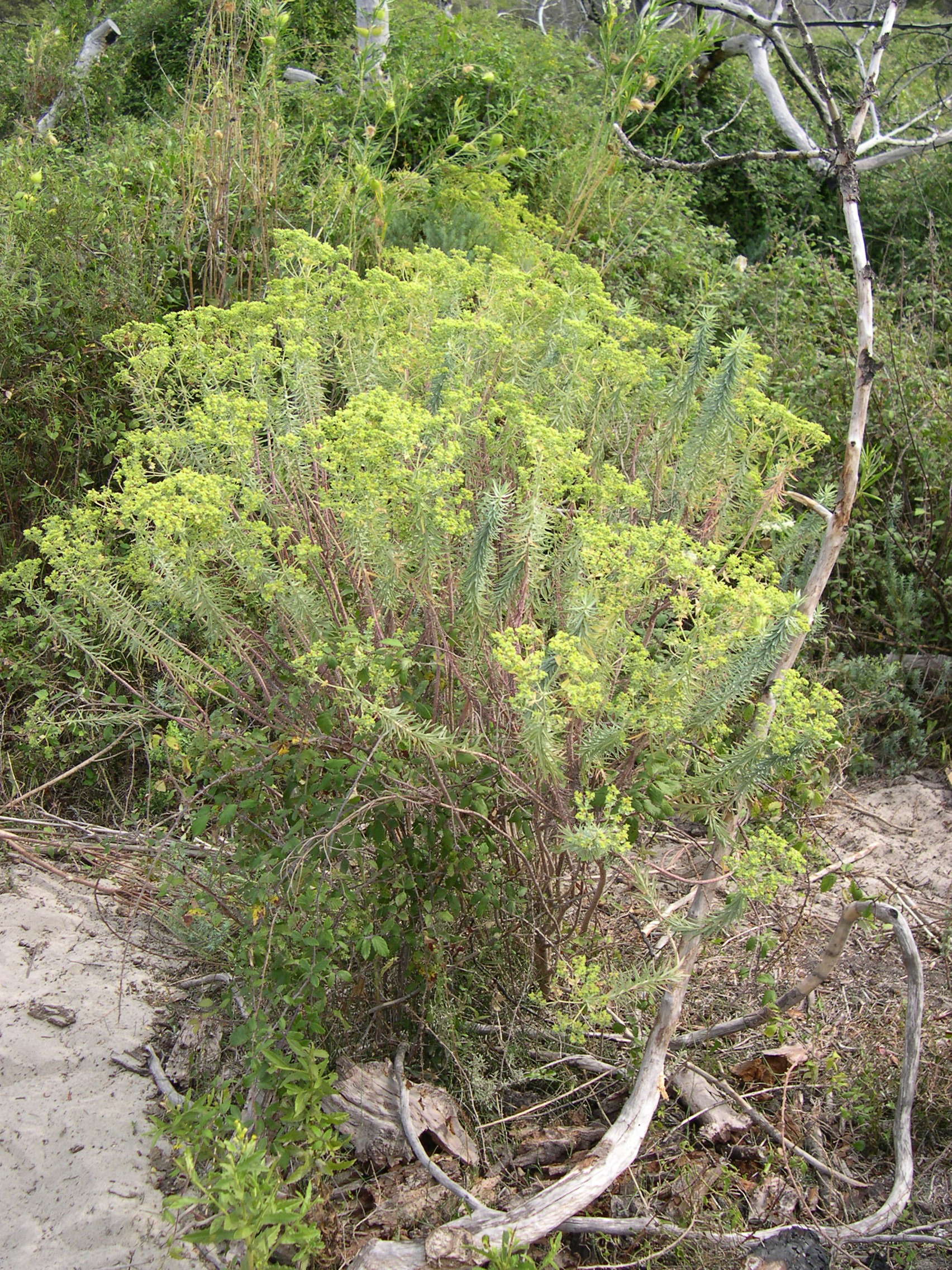 euphorbia_dendroides3md