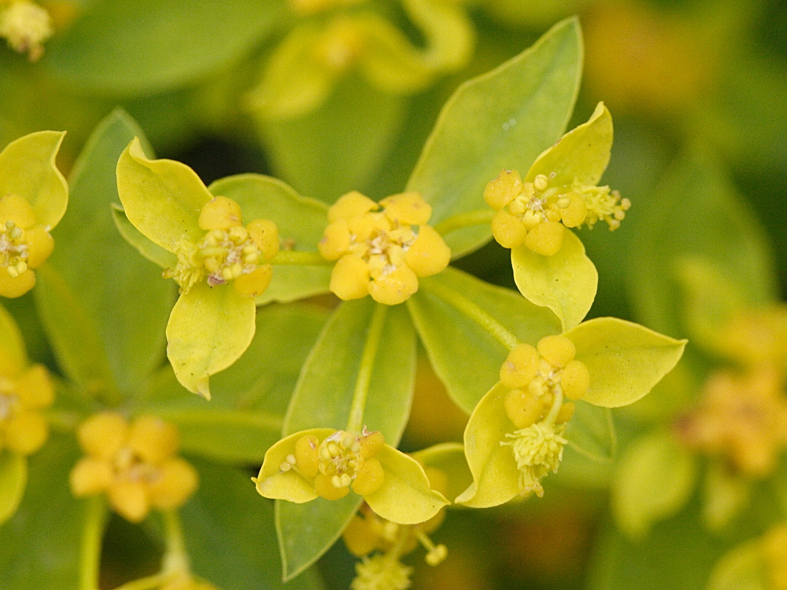 Afficher le média euphorbia_flavicoma2md euphorbia_flavicoma2md