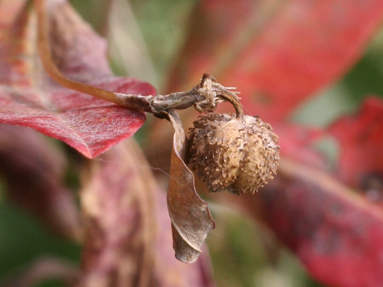 euphorbia_hibernica4md