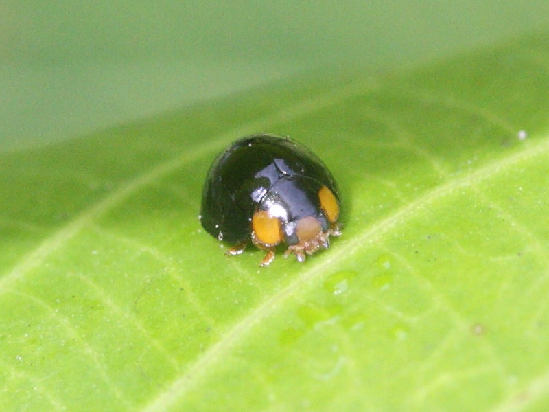 exochomus_laeviusculus1md