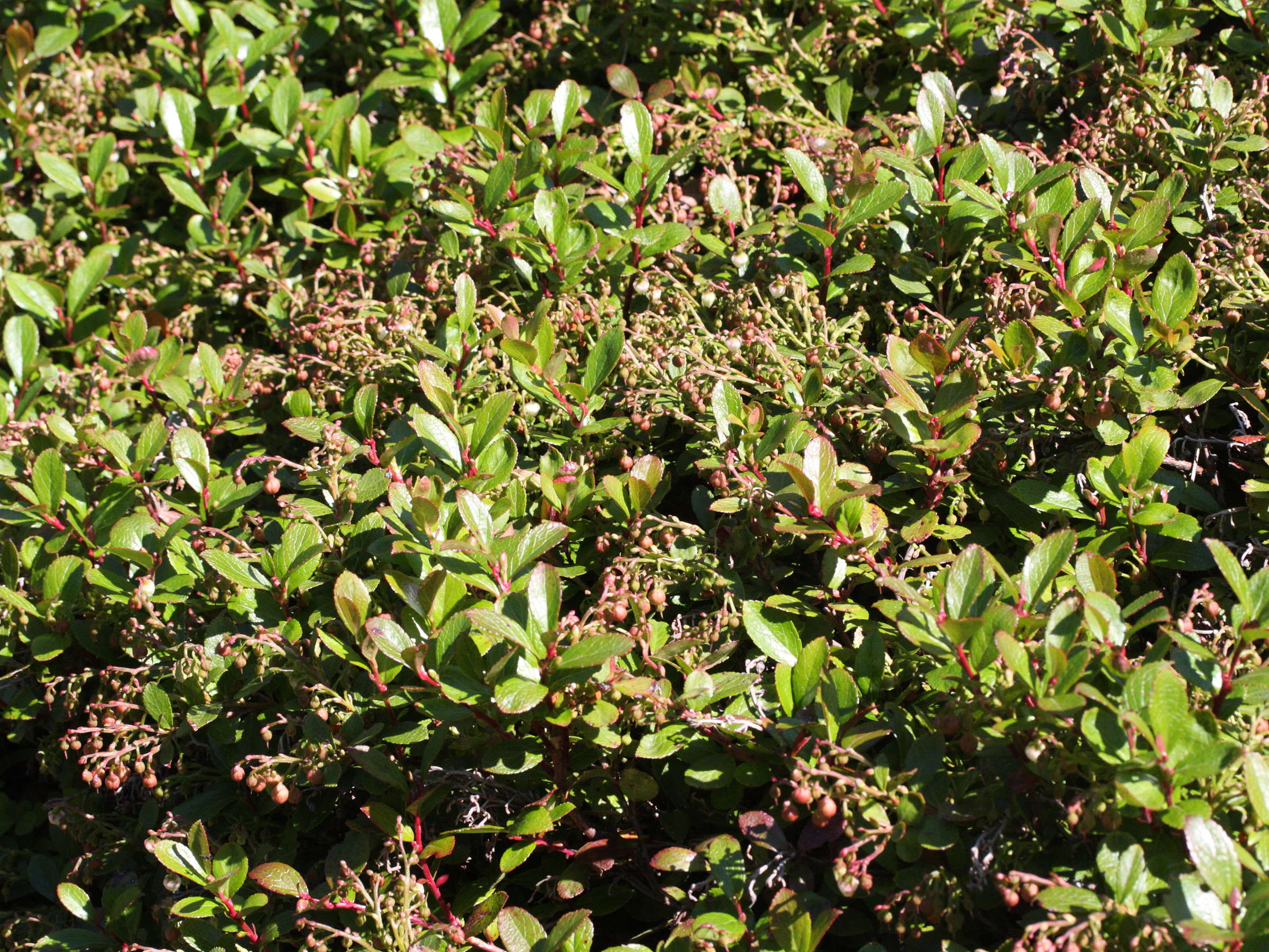 gaultheria_cuneata1md