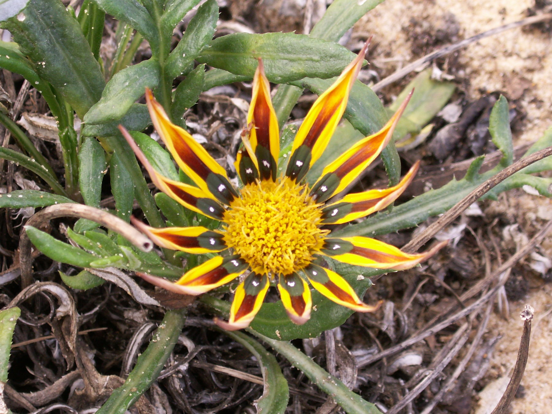 Gazania_sp