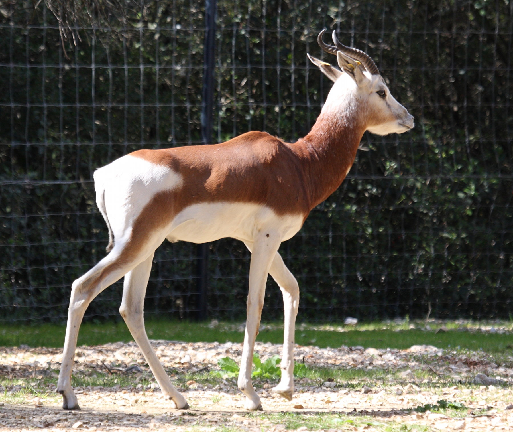 gazella_dama_mhorr1bd