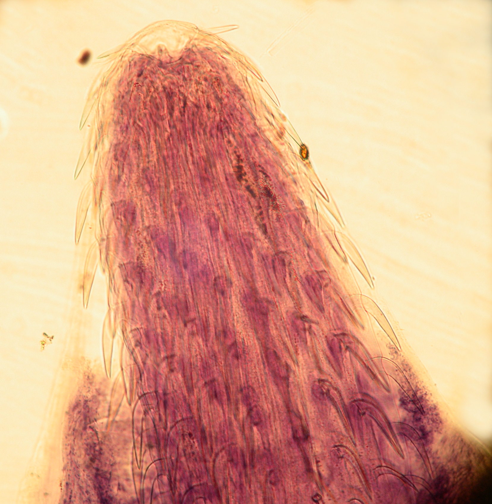 genre indéterminé_sp