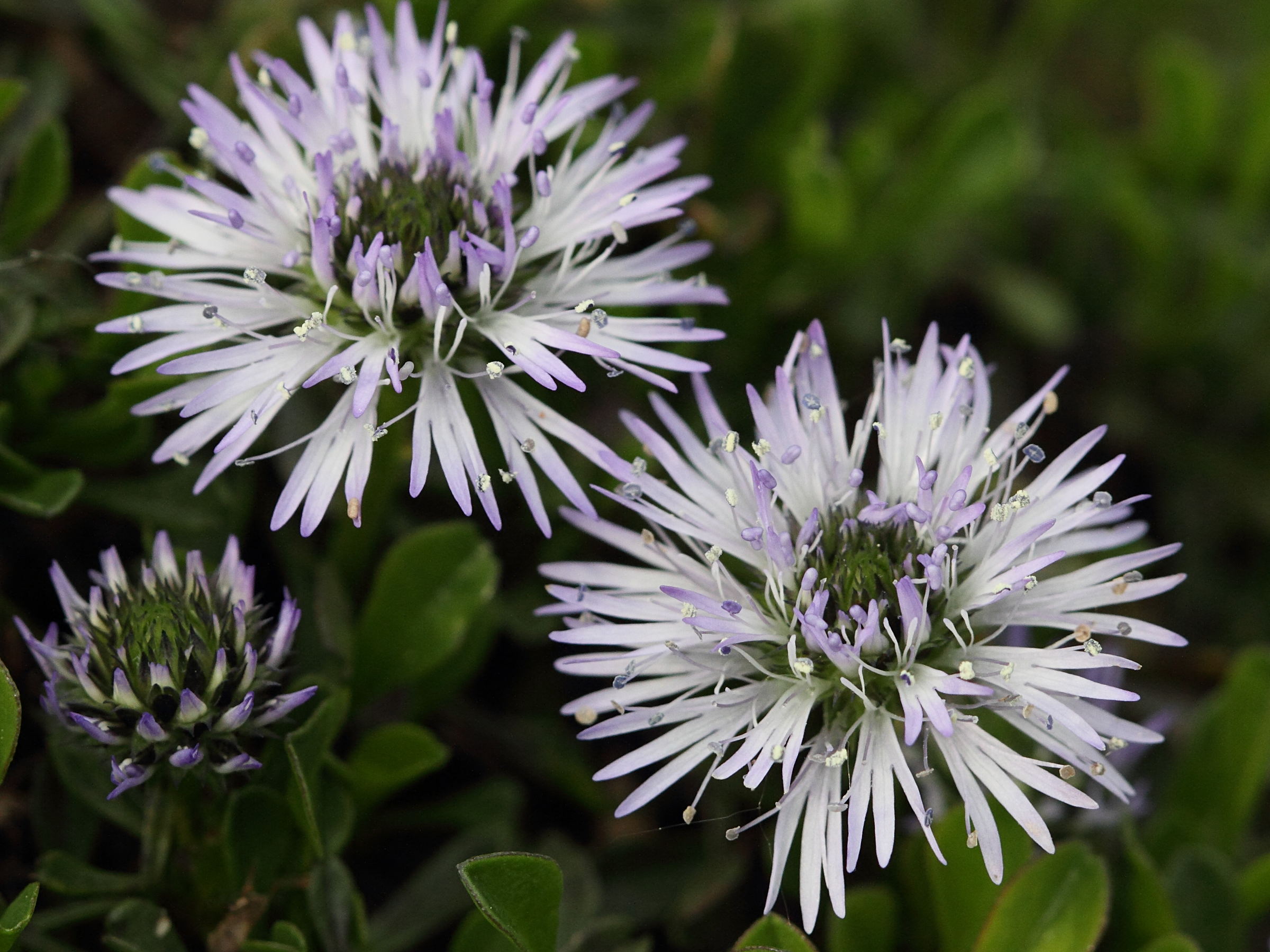 Afficher le média globularia_cordifolia3bd globularia_cordifolia3bd