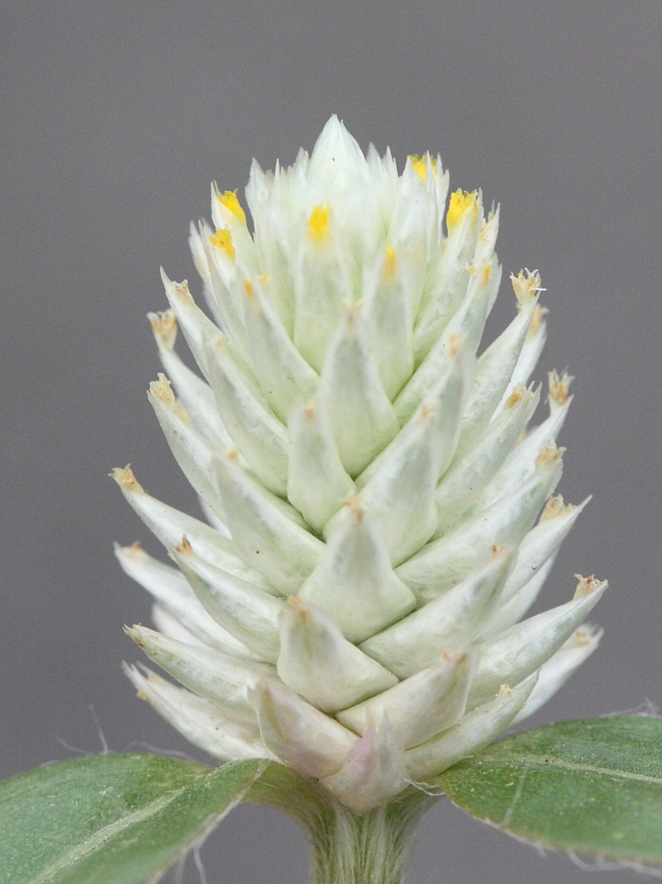 Afficher le média gomphrena_celosioides2md gomphrena_celosioides2md