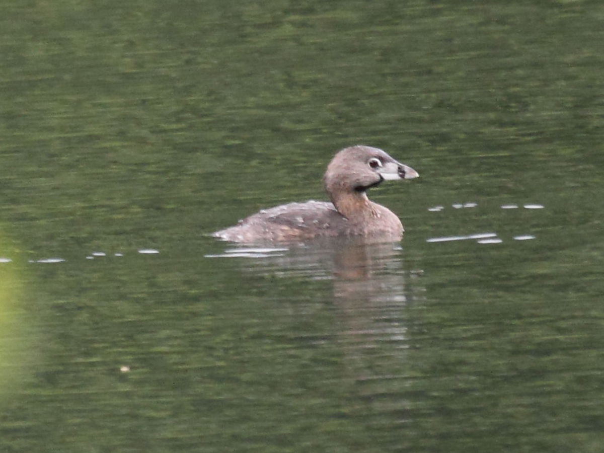 Afficher le média grebe_a_bec_bigarre_-_podilymbus_podiceps1bd grebe_a_bec_bigarre_-_podilymbus_podiceps1bd