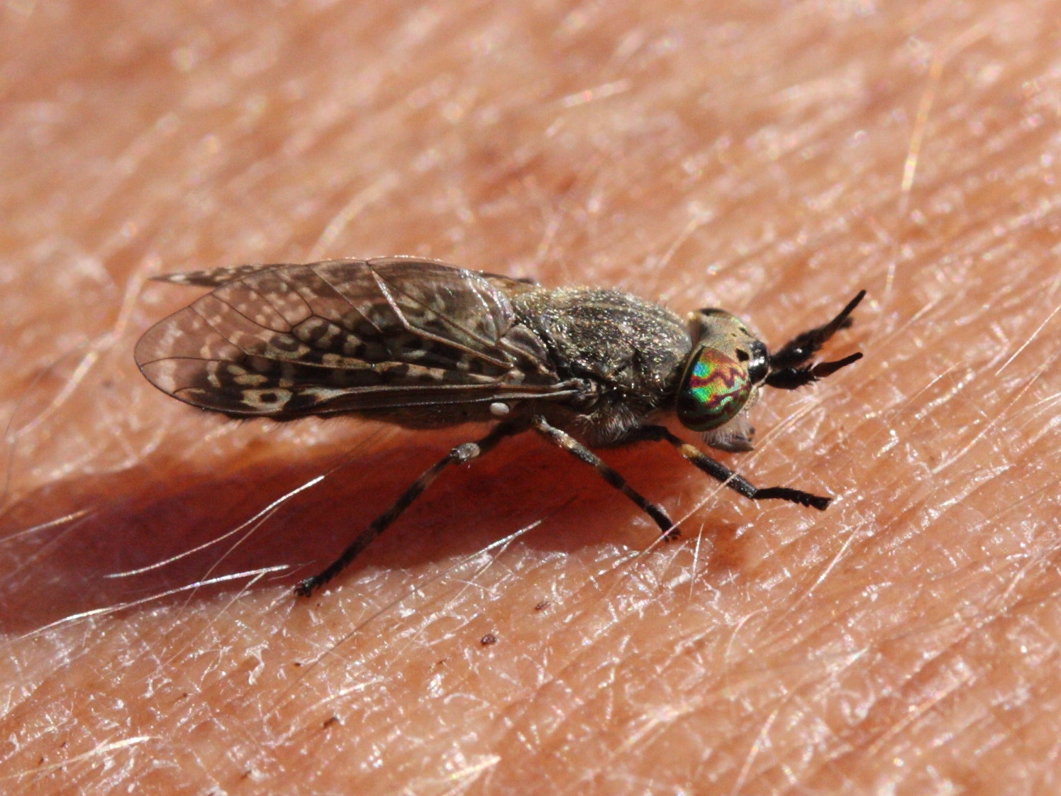 haematopota_pluvialis3md