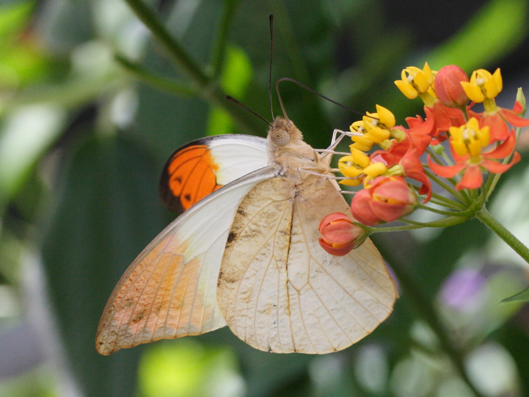 hebomoia_glaucippe3md