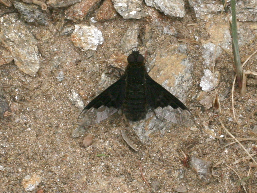 hemipenthes_morio2md