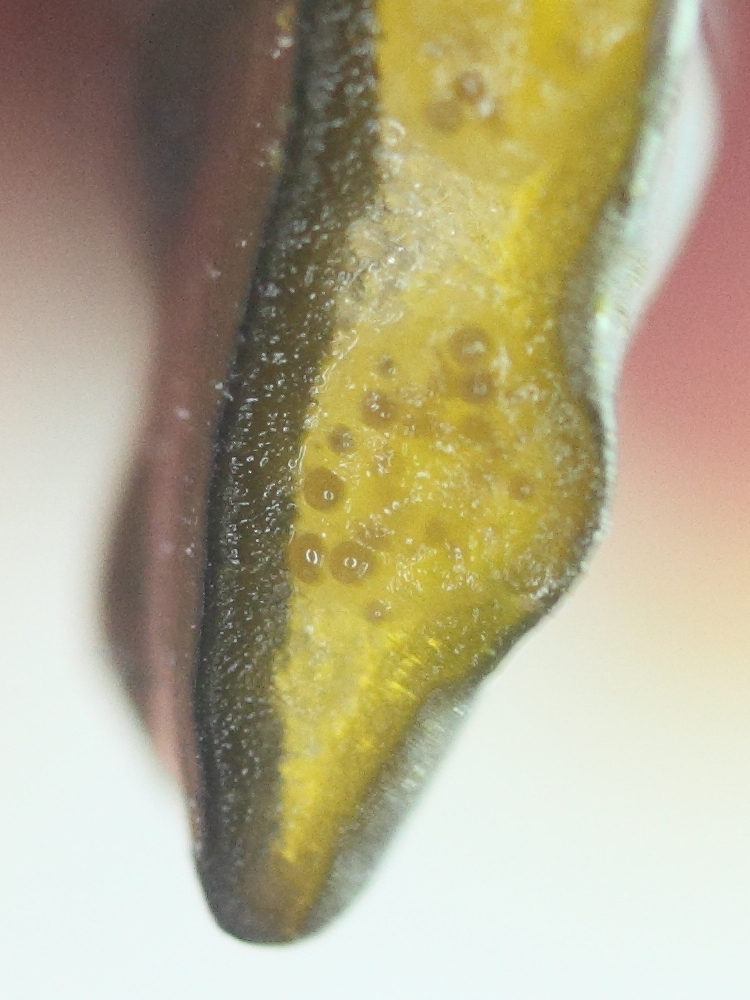 Afficher le média himanthalia_elongata9md himanthalia_elongata9md